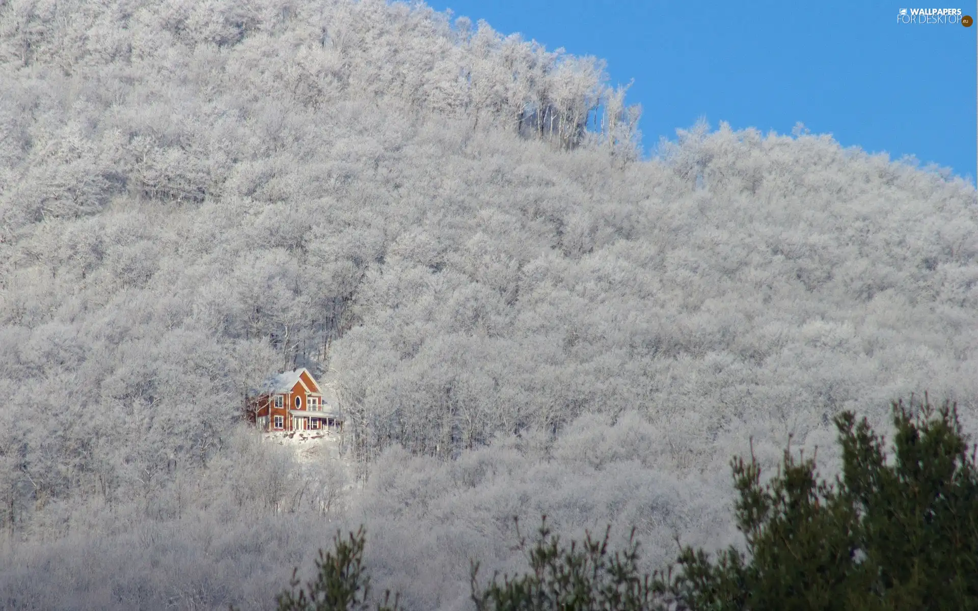 Home, winter, forest, small, thick