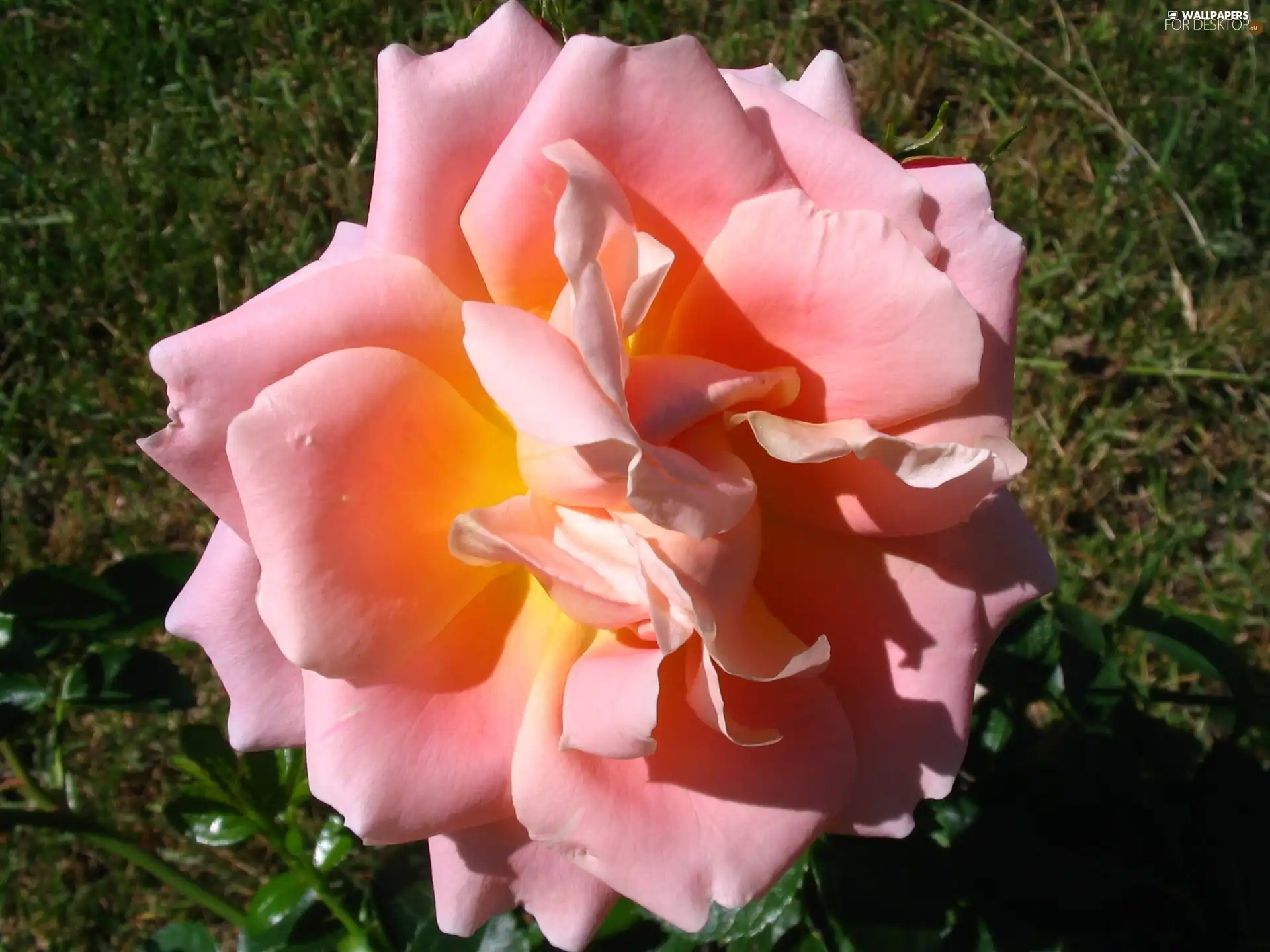 Yellow Honda, developed, rose, pink, Colourfull Flowers