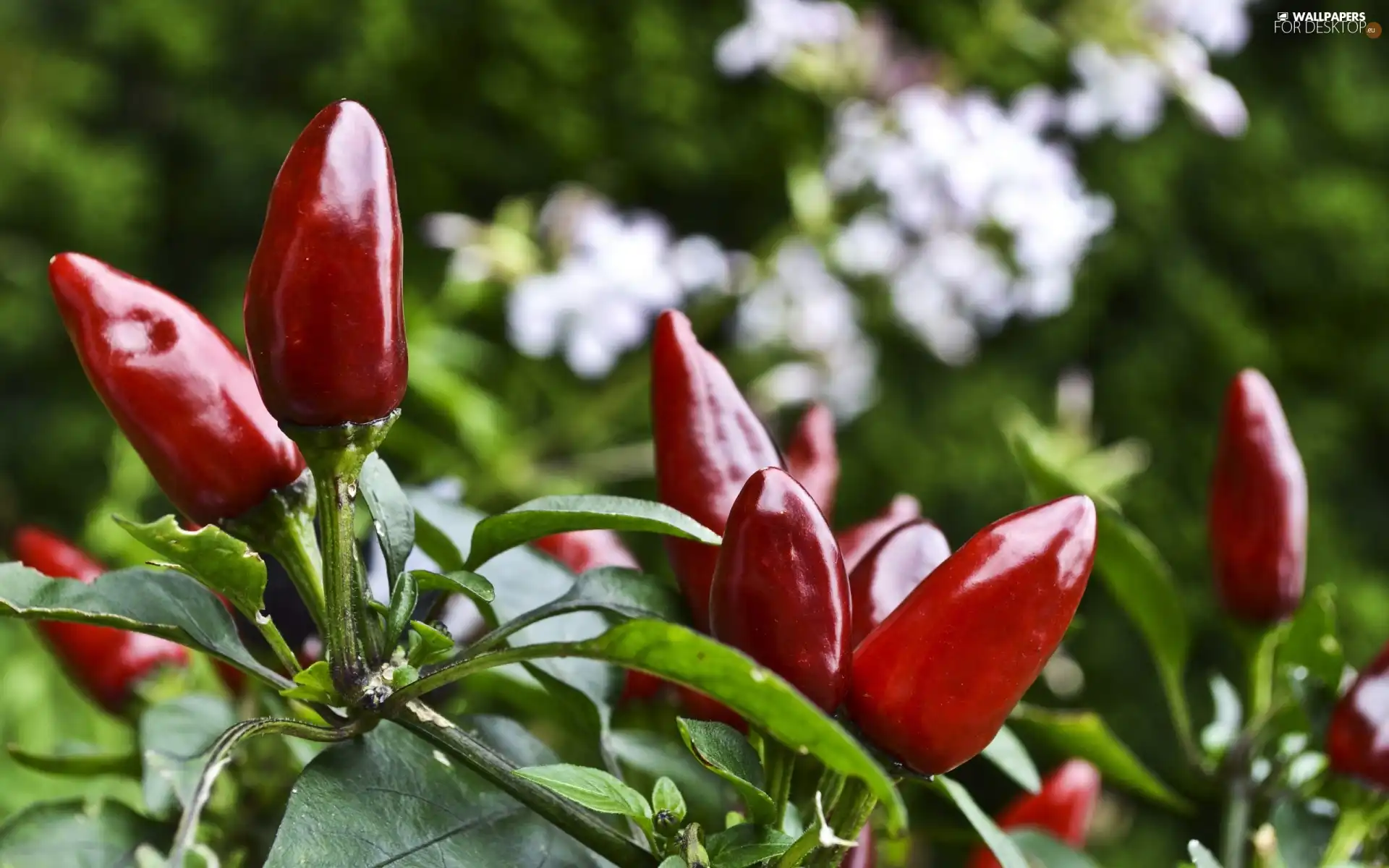pepper, red hot