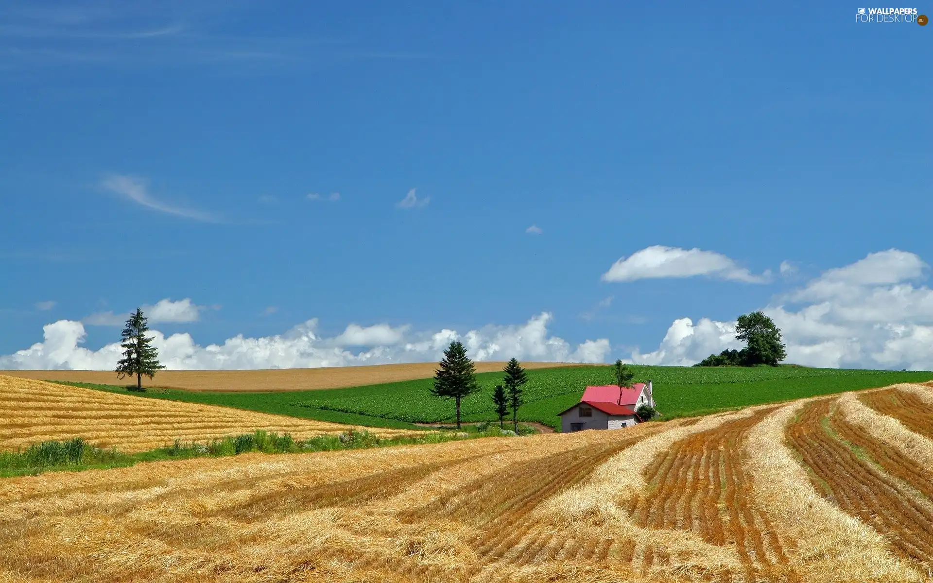 house, country, field