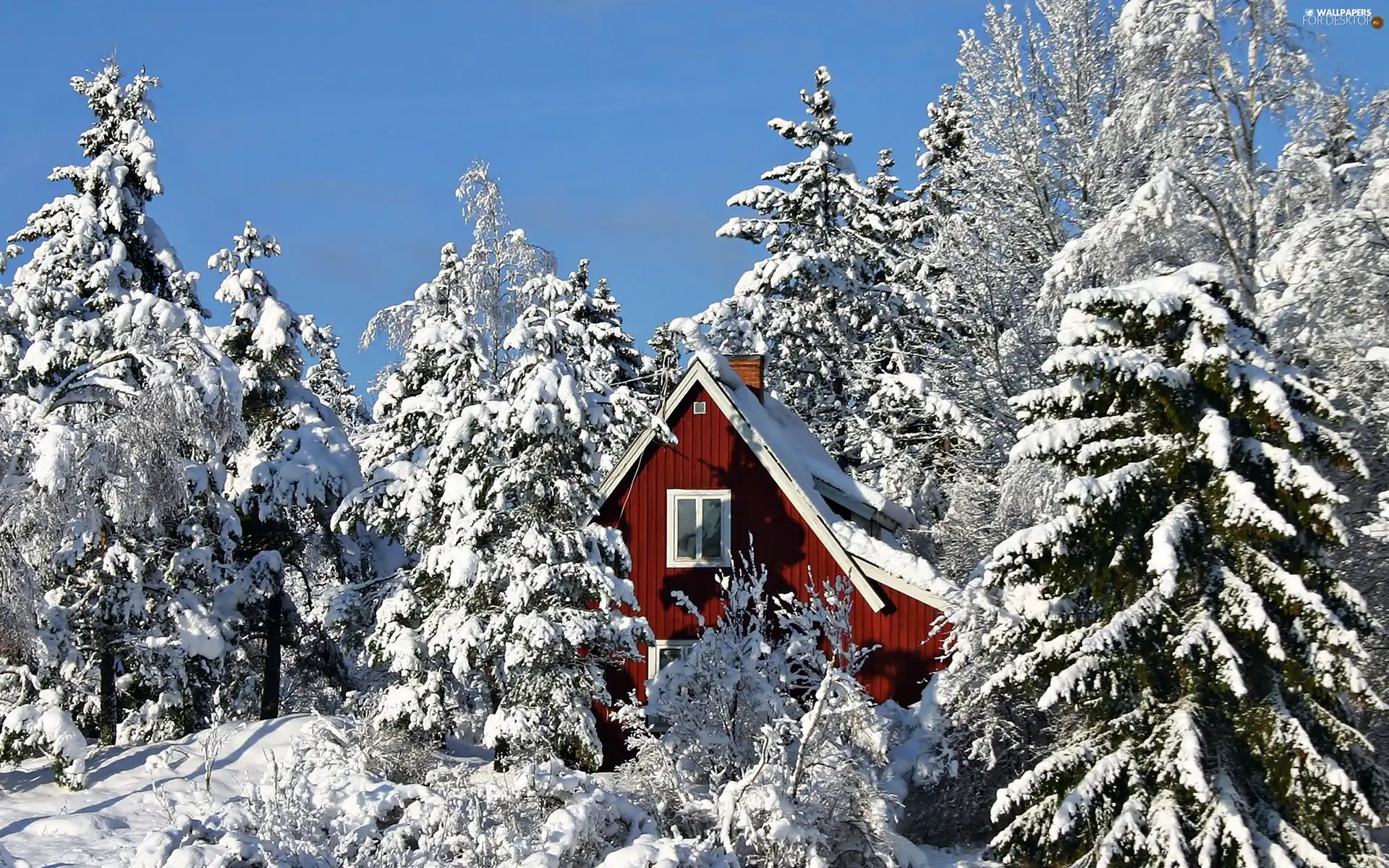 house, Snowy, Spruces