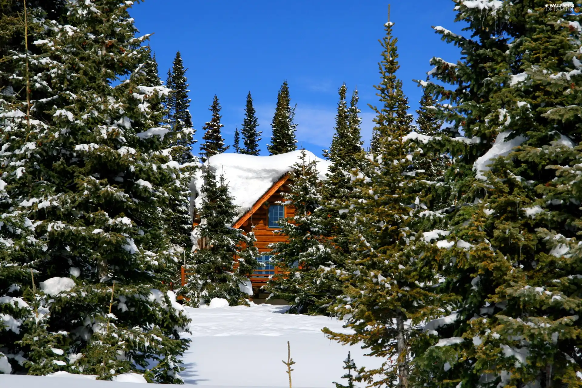 house, winter, Spruces