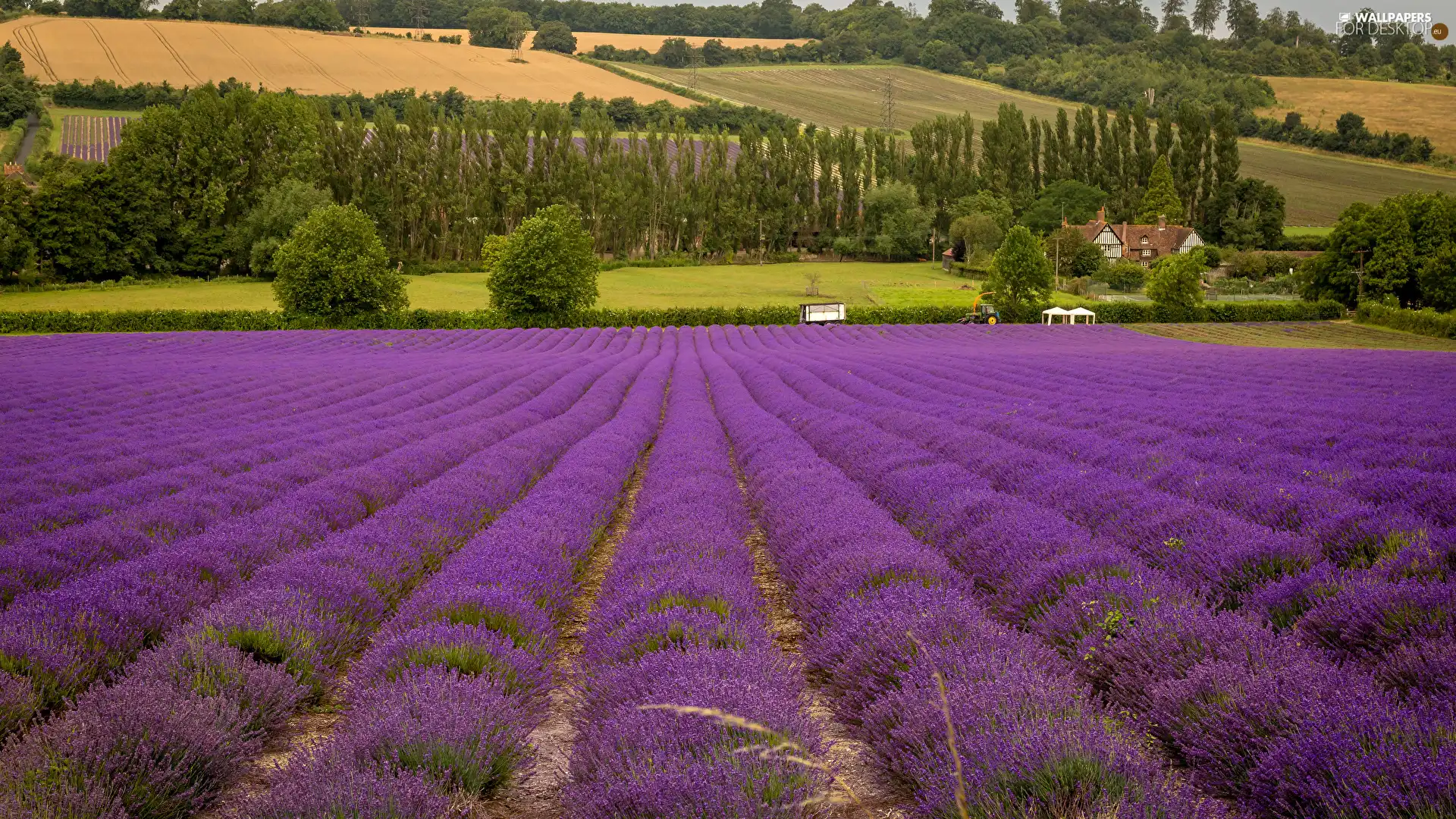 viewes, Houses, lavender, trees, field