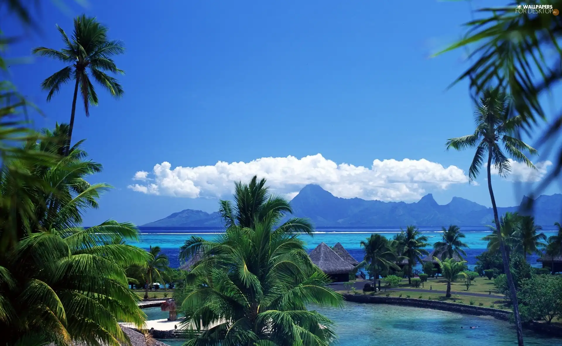 tropics, Palms, Houses, Islands