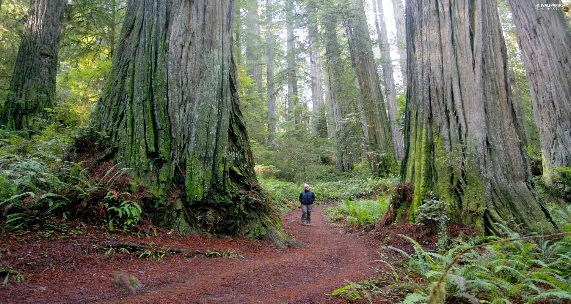 forest, State of California, fern, Redwood National Park, The United States, redwoods, Human