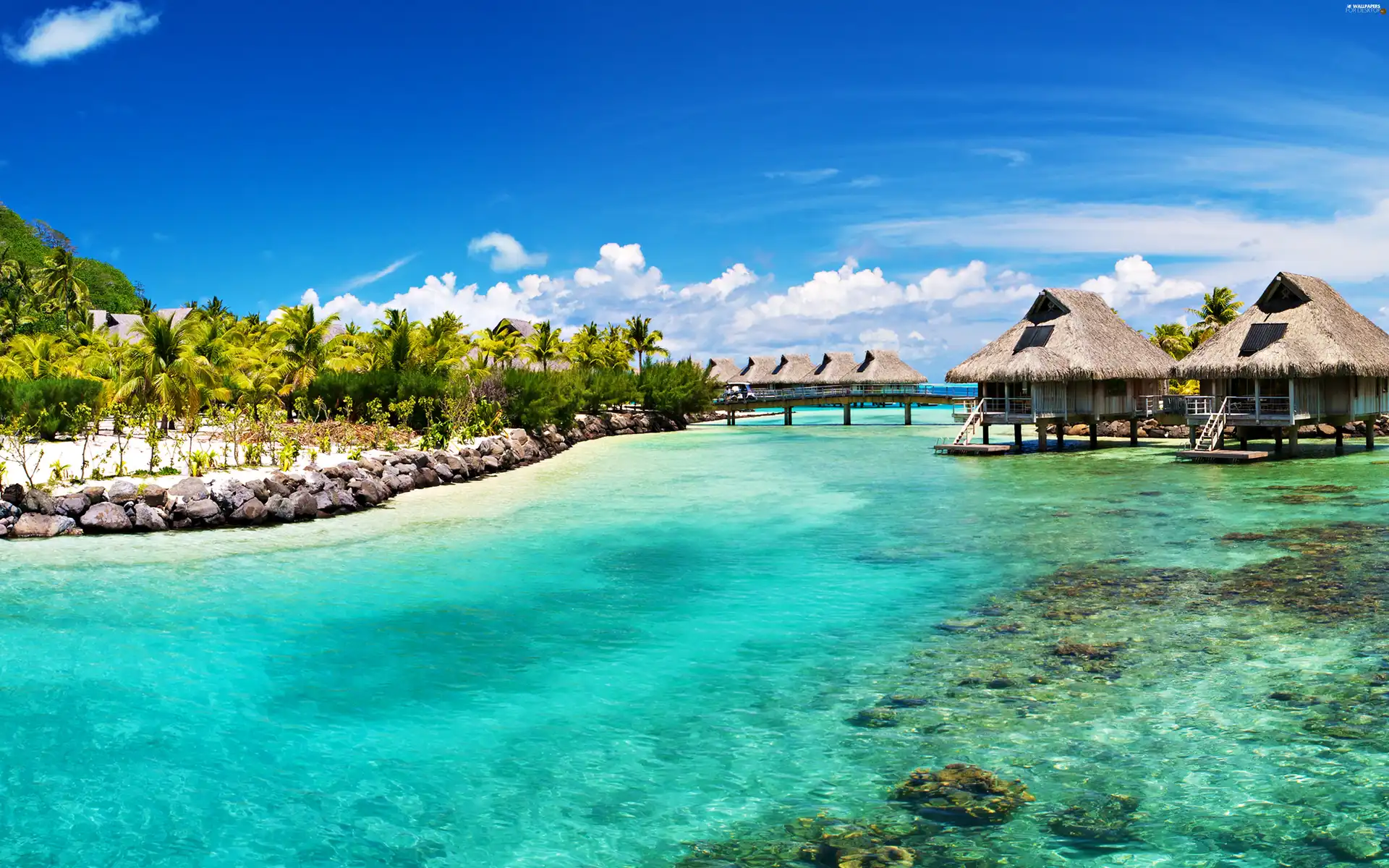 Palms, water, hut, blue