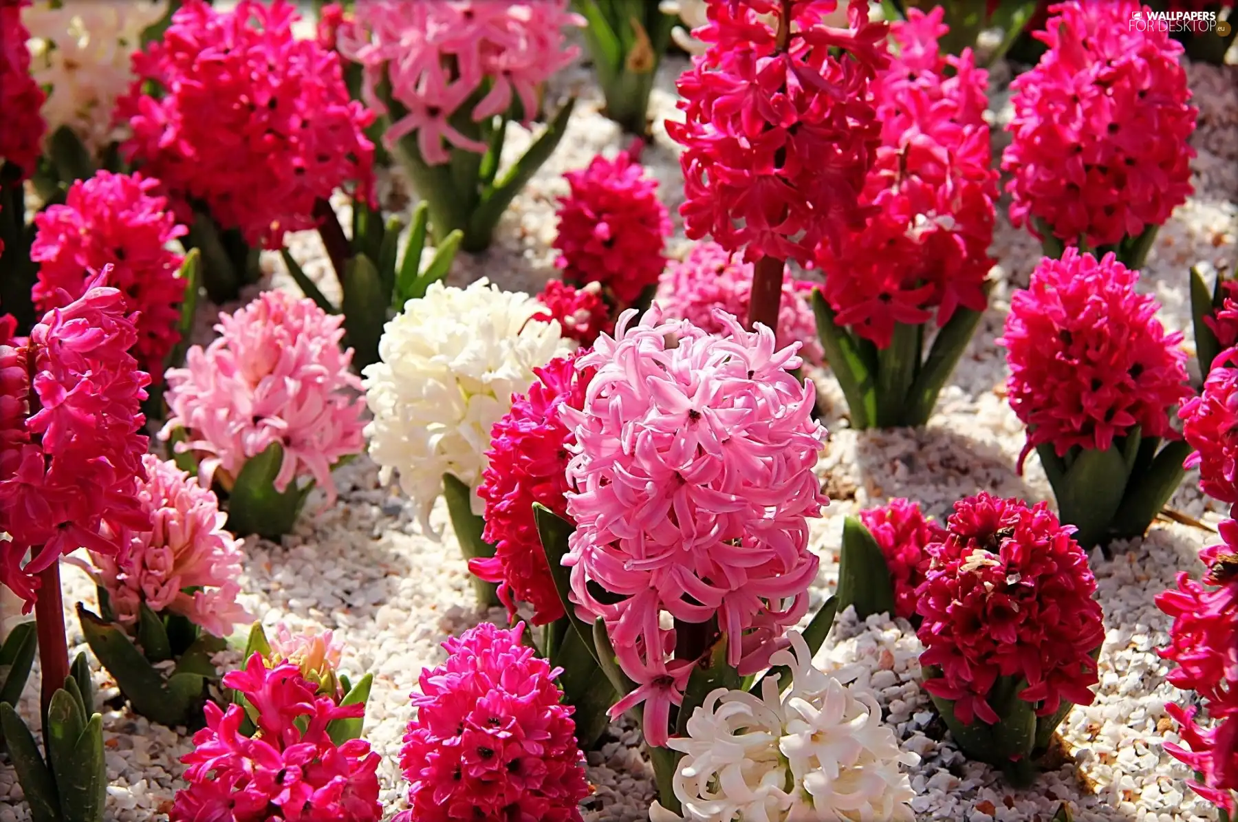 color, Hyacinths