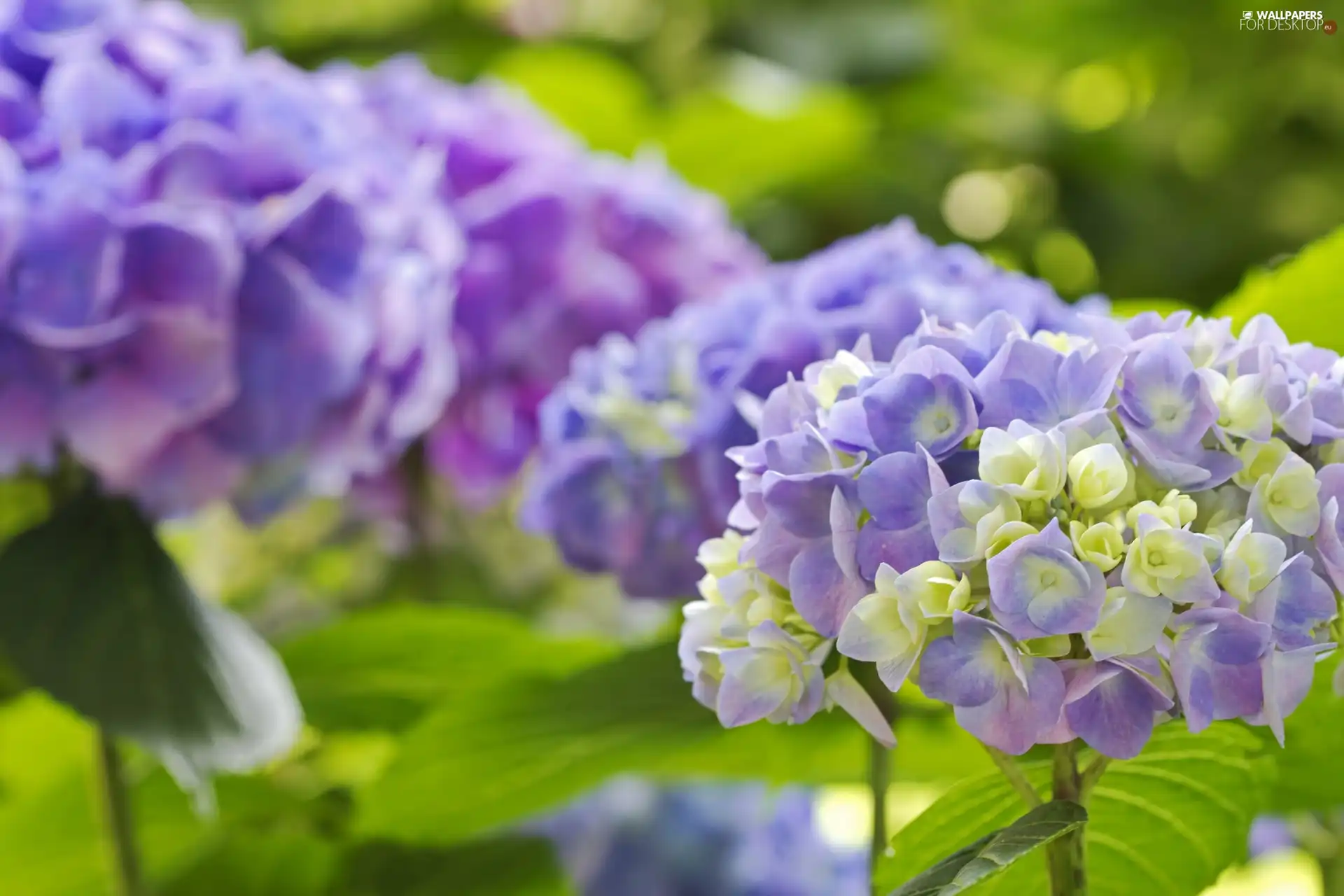 Flowers, hydrangea