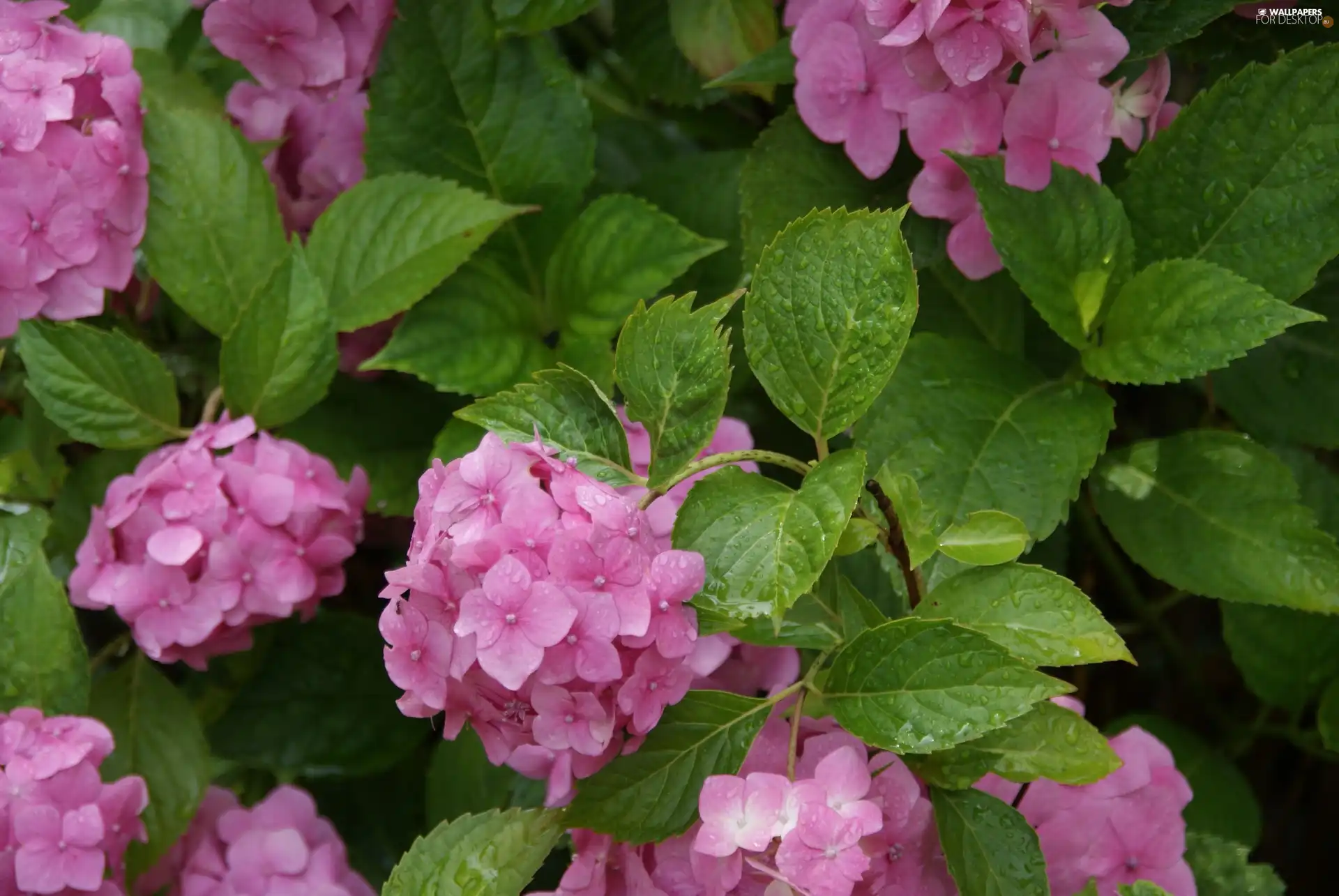 hydrangea