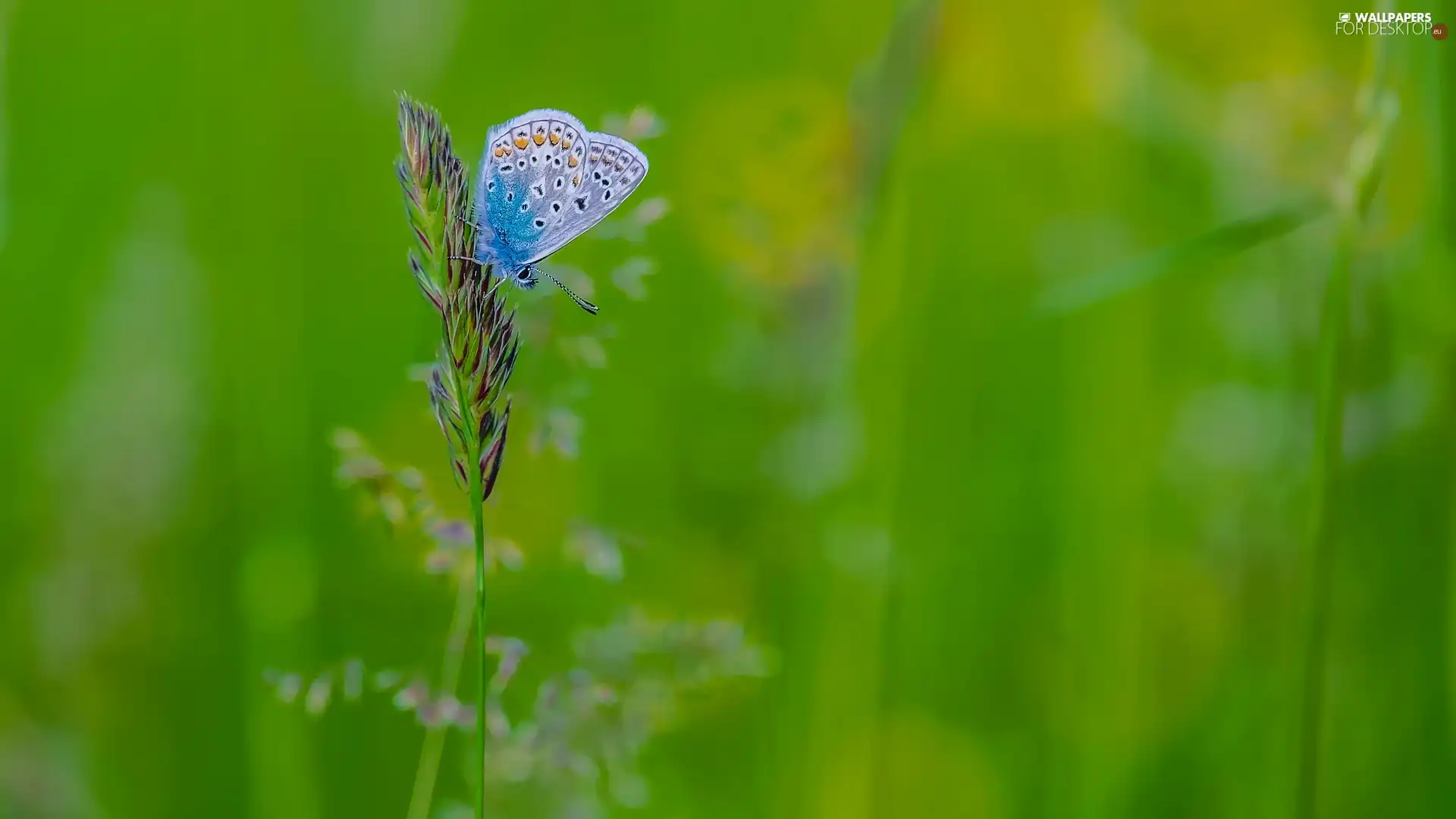 stalk, butterfly, green ones, background, grass, Dusky Icarus