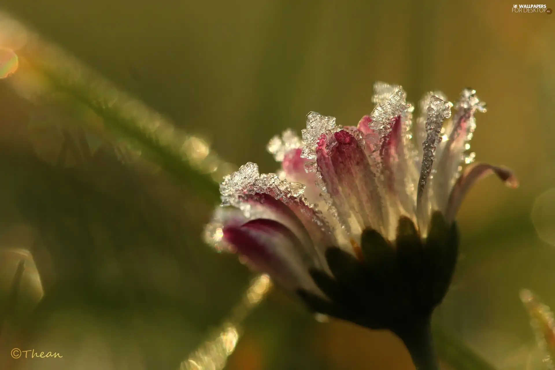 frozen, crystals, ice, daisy