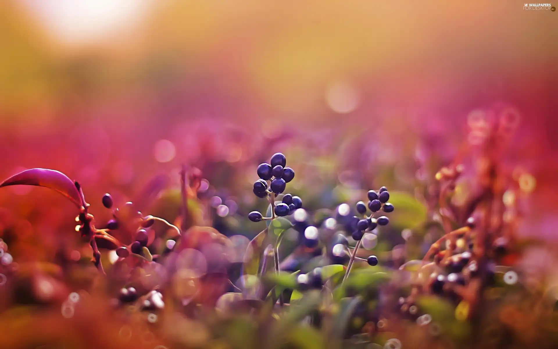 Close, Buds, illuminated, Plants