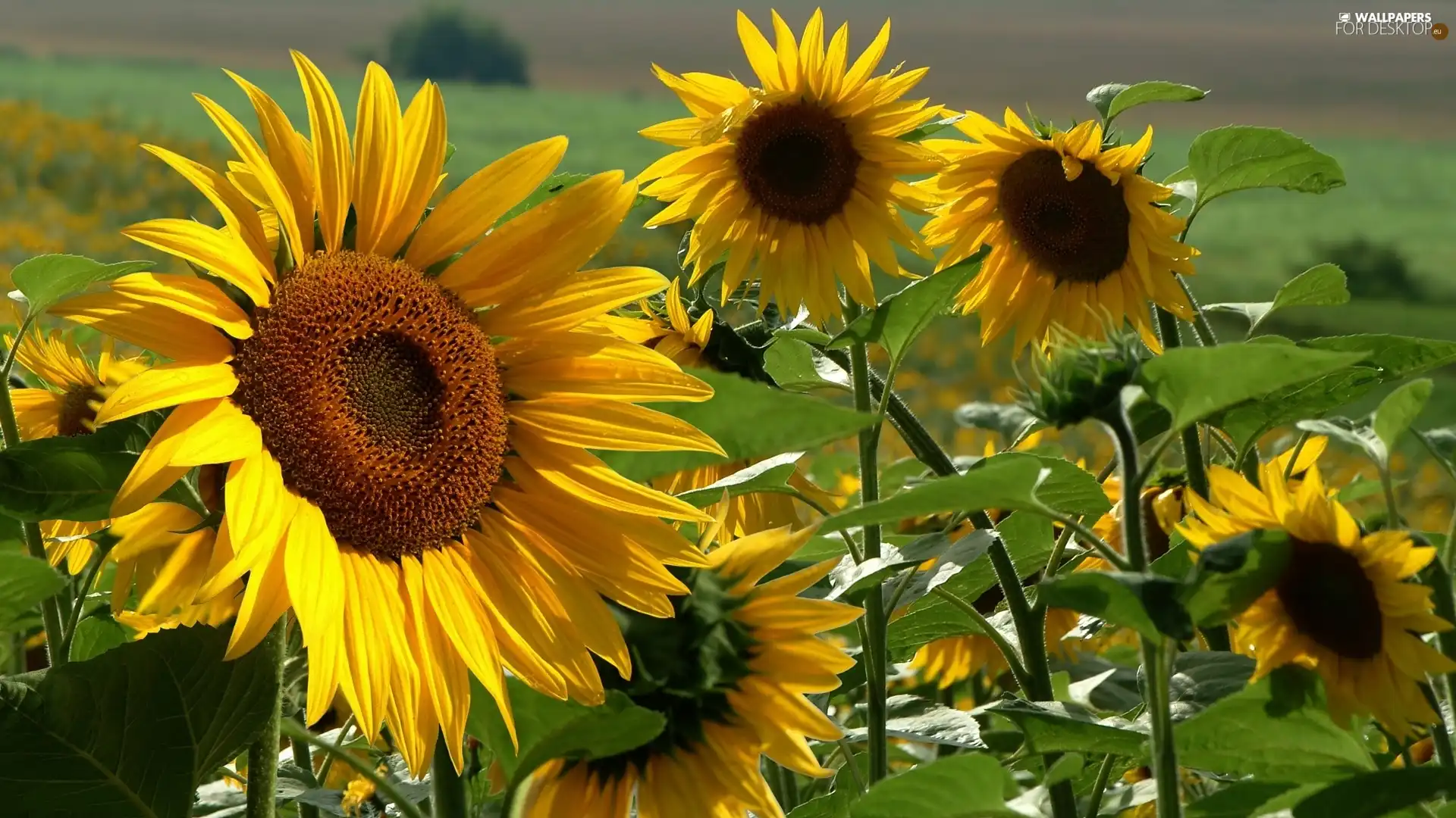 illuminated, Nice sunflowers