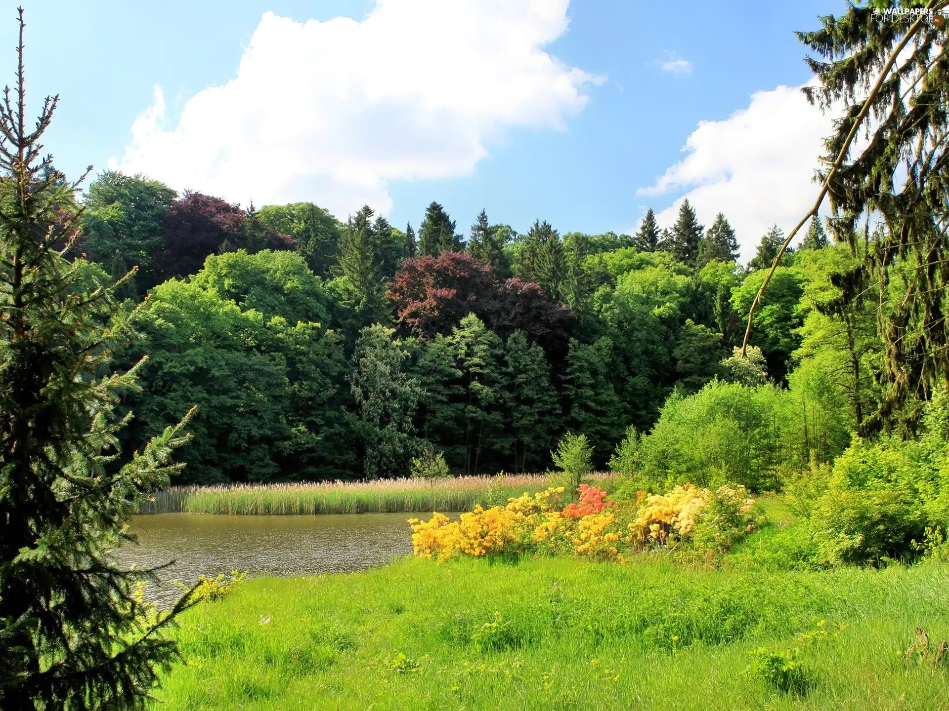 forest, rushes, car in the meadow, lake