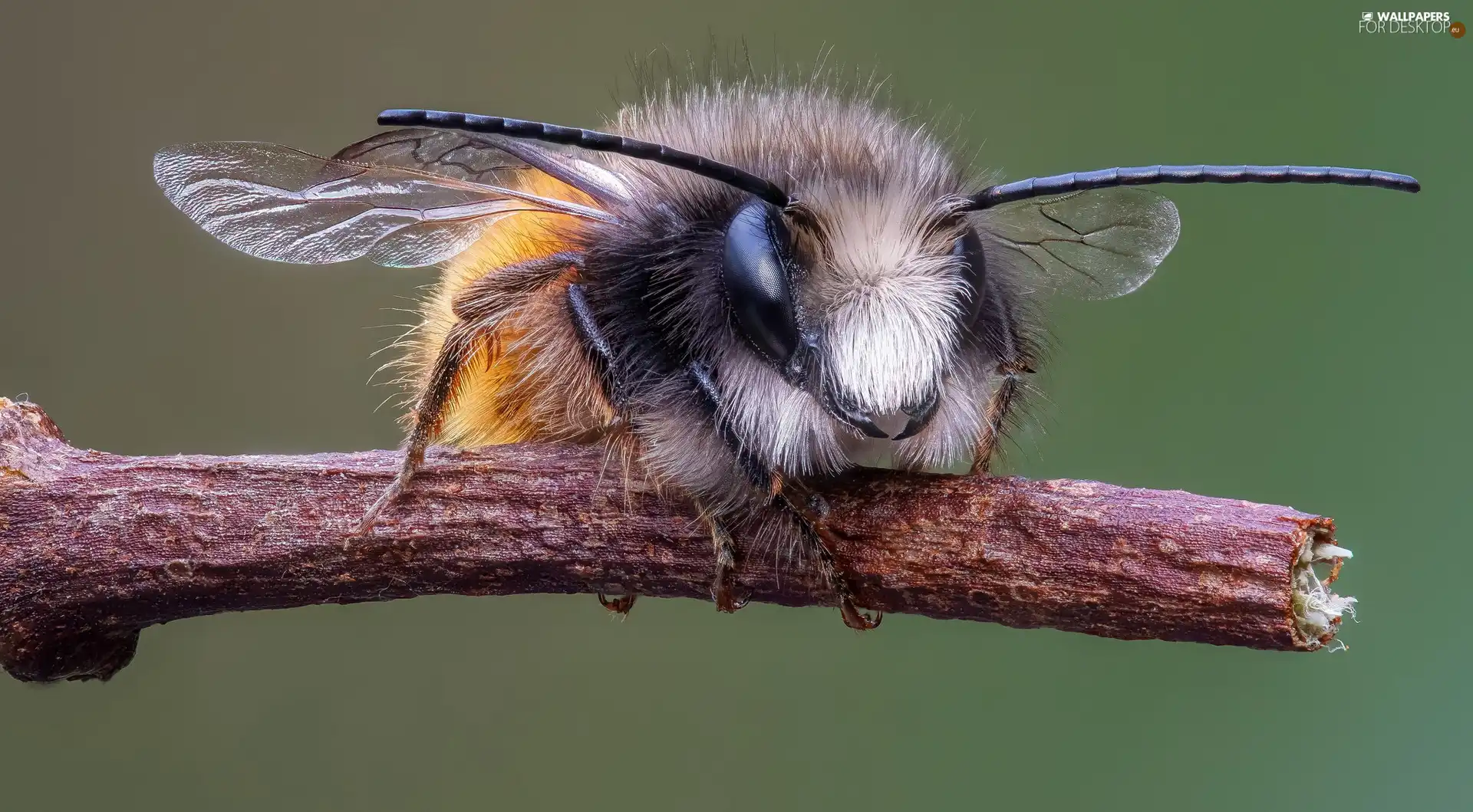 bee, Close, increase, twig