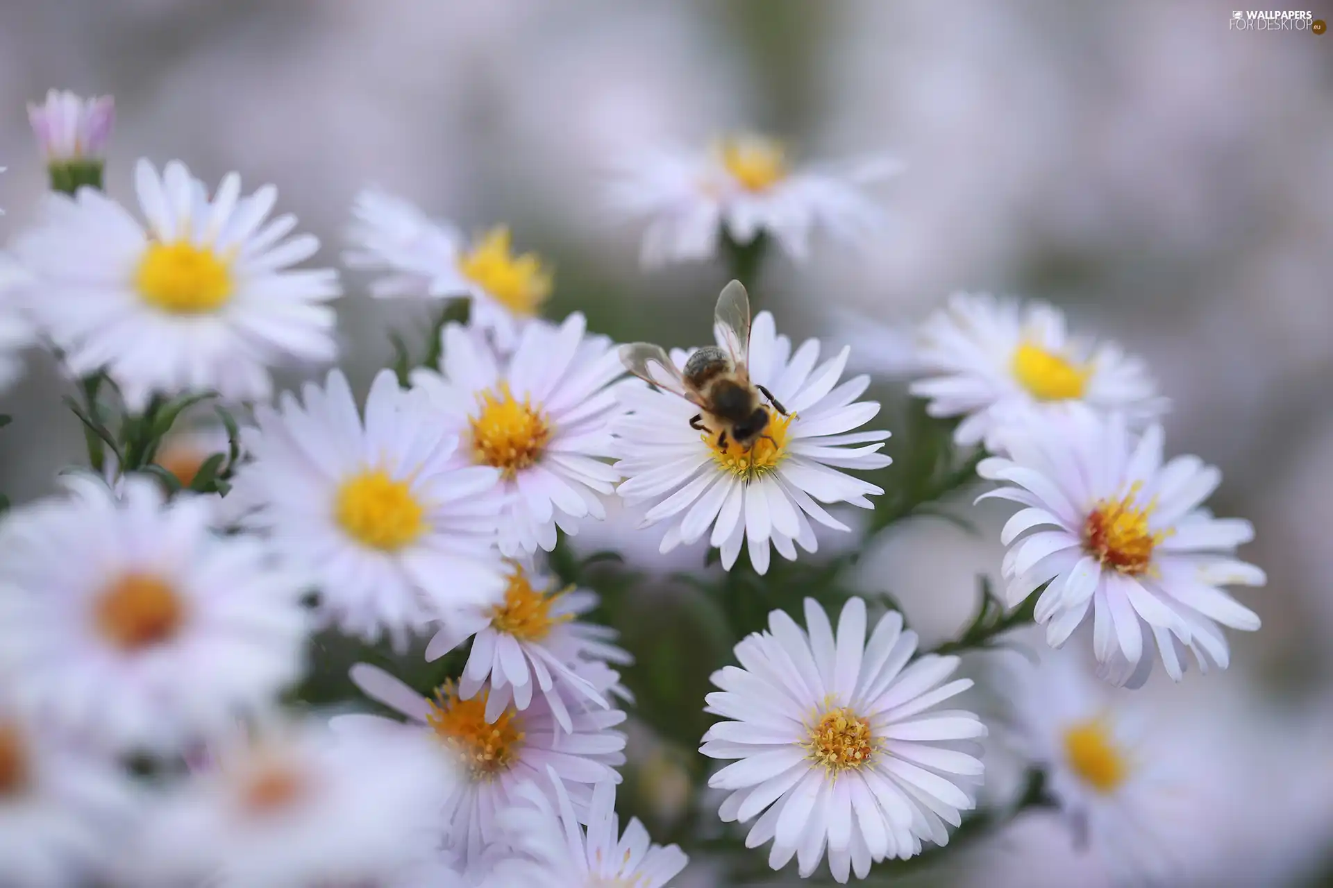 Insect, White, Astra