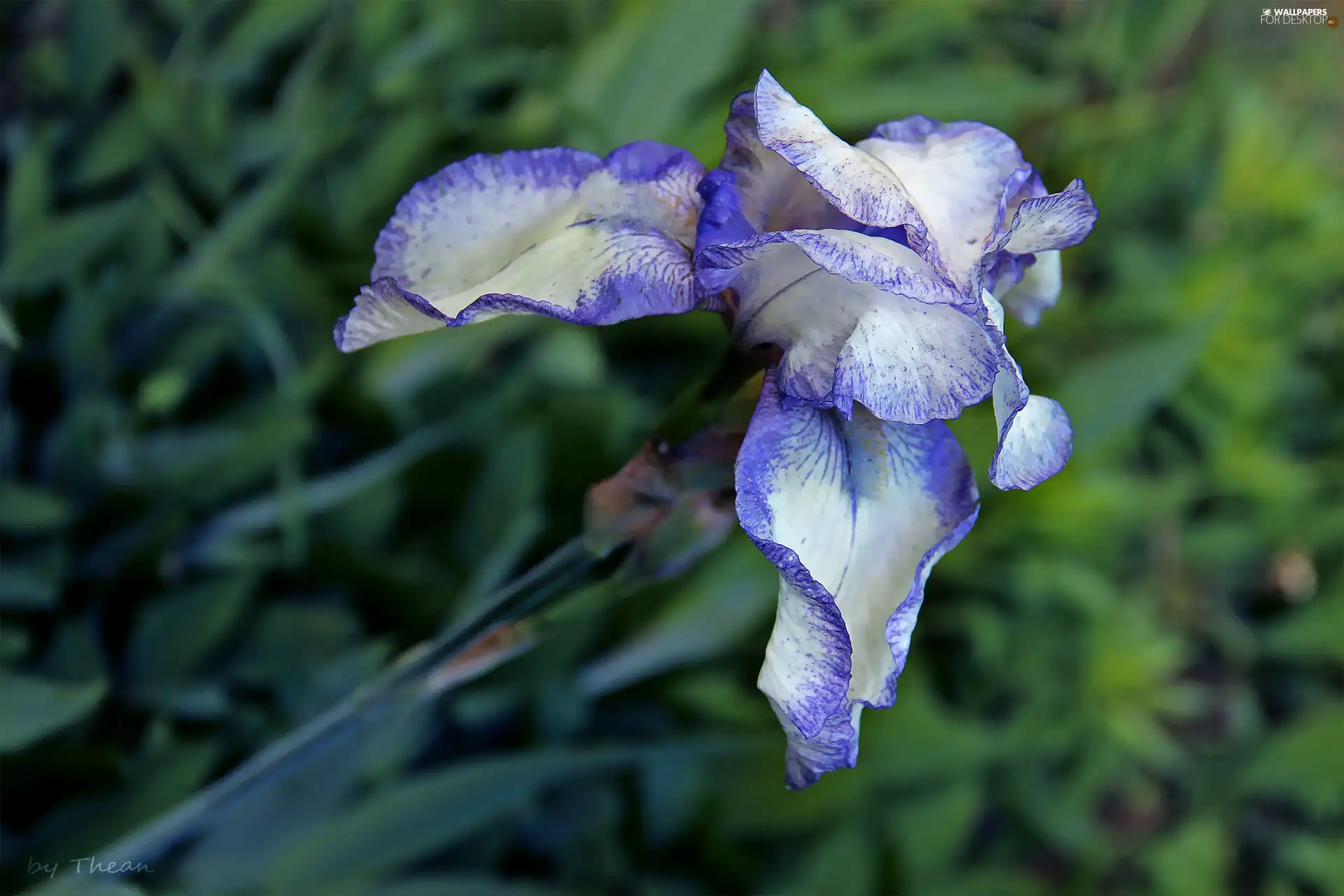 Violet, iris