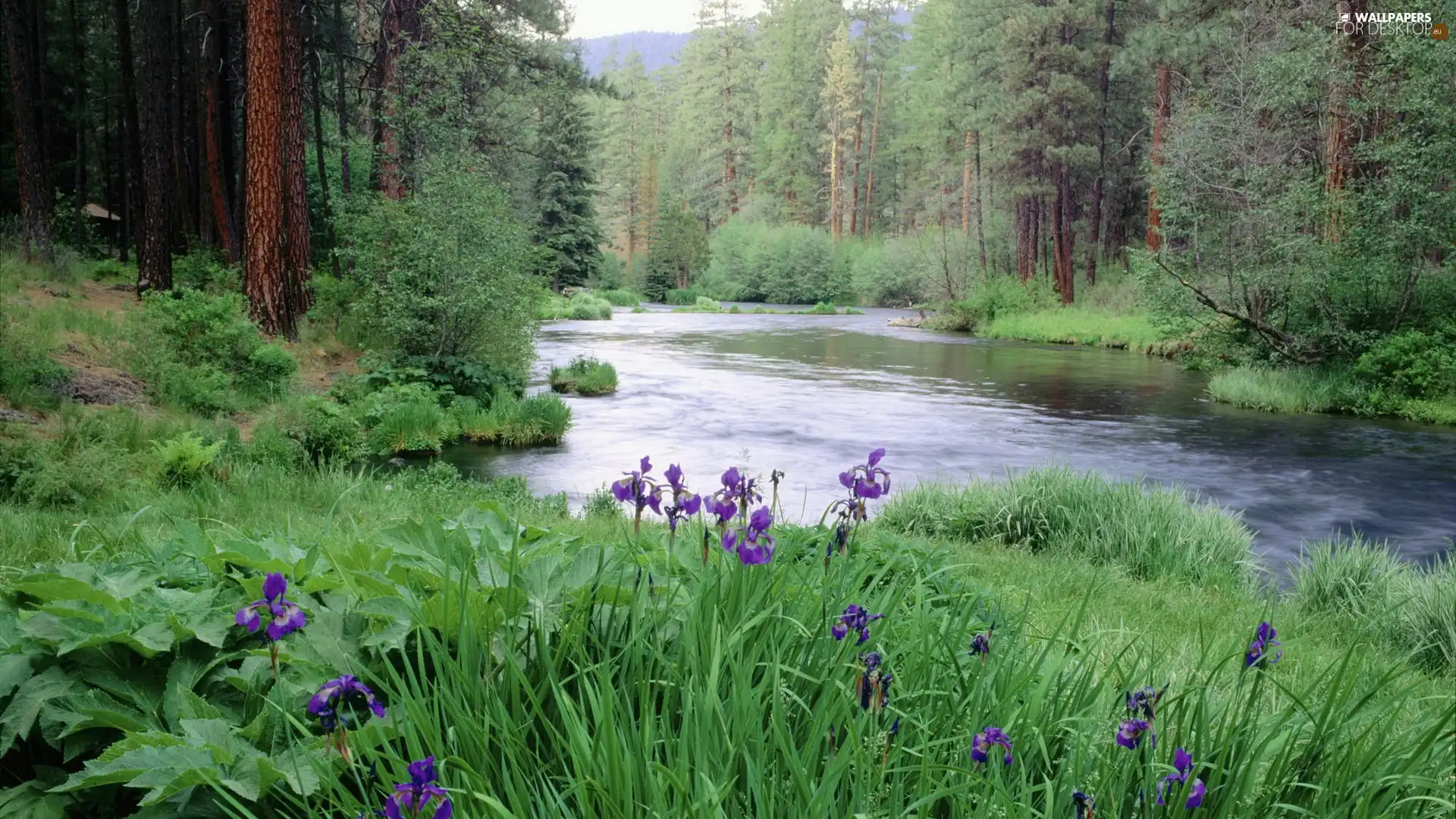 Irises, forest, River