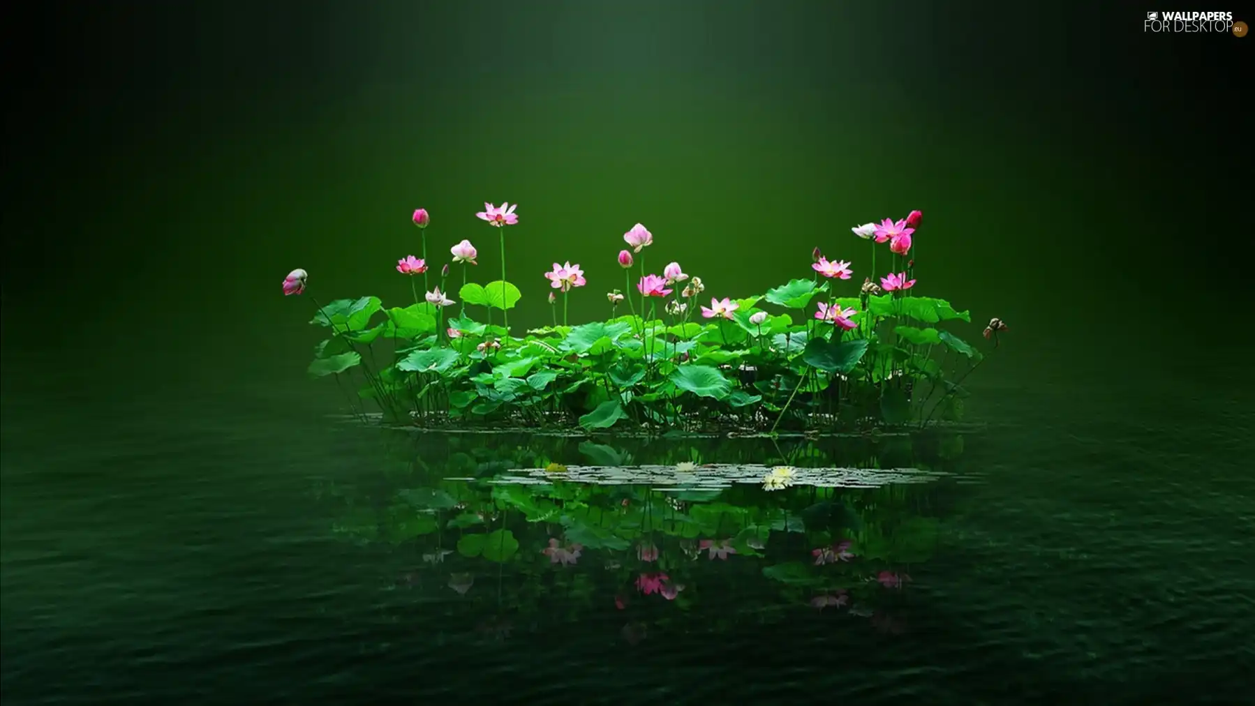 Pond - car, Flowers, Islet