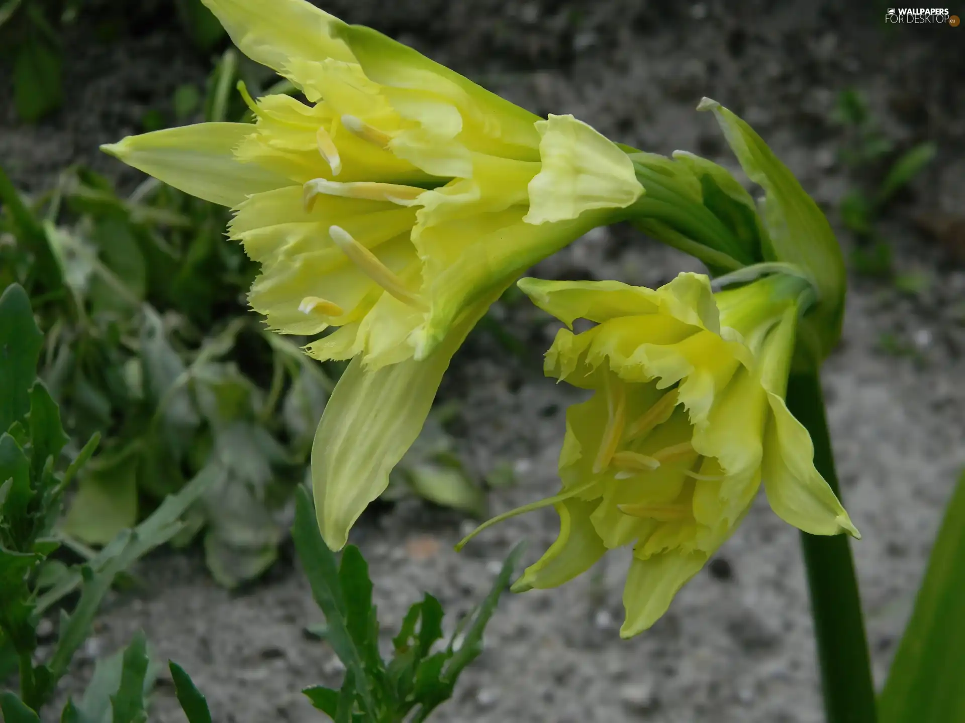 Colourfull Flowers, Ismena Błonczatka