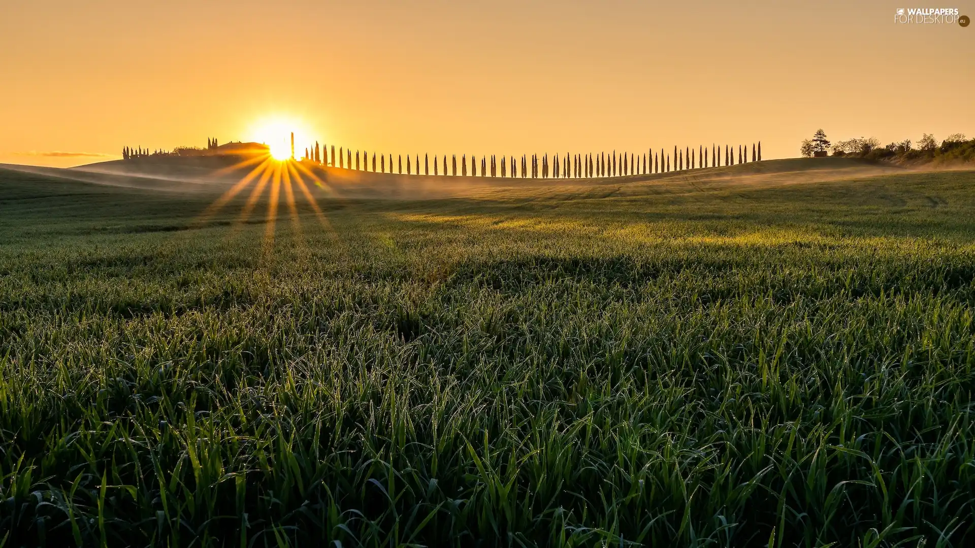 Sunrise, rays of the Sun, cypresses, The Hills, viewes, Italy, Tuscany, trees