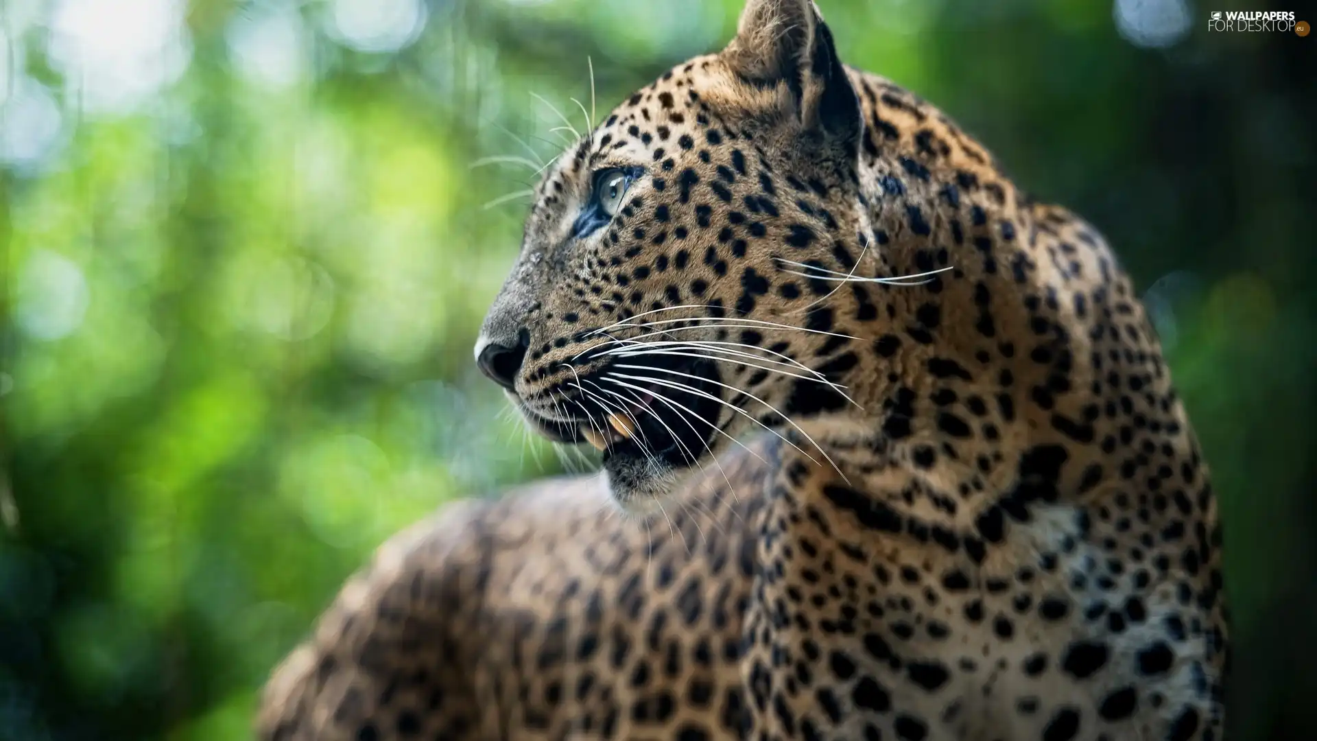 Leopards