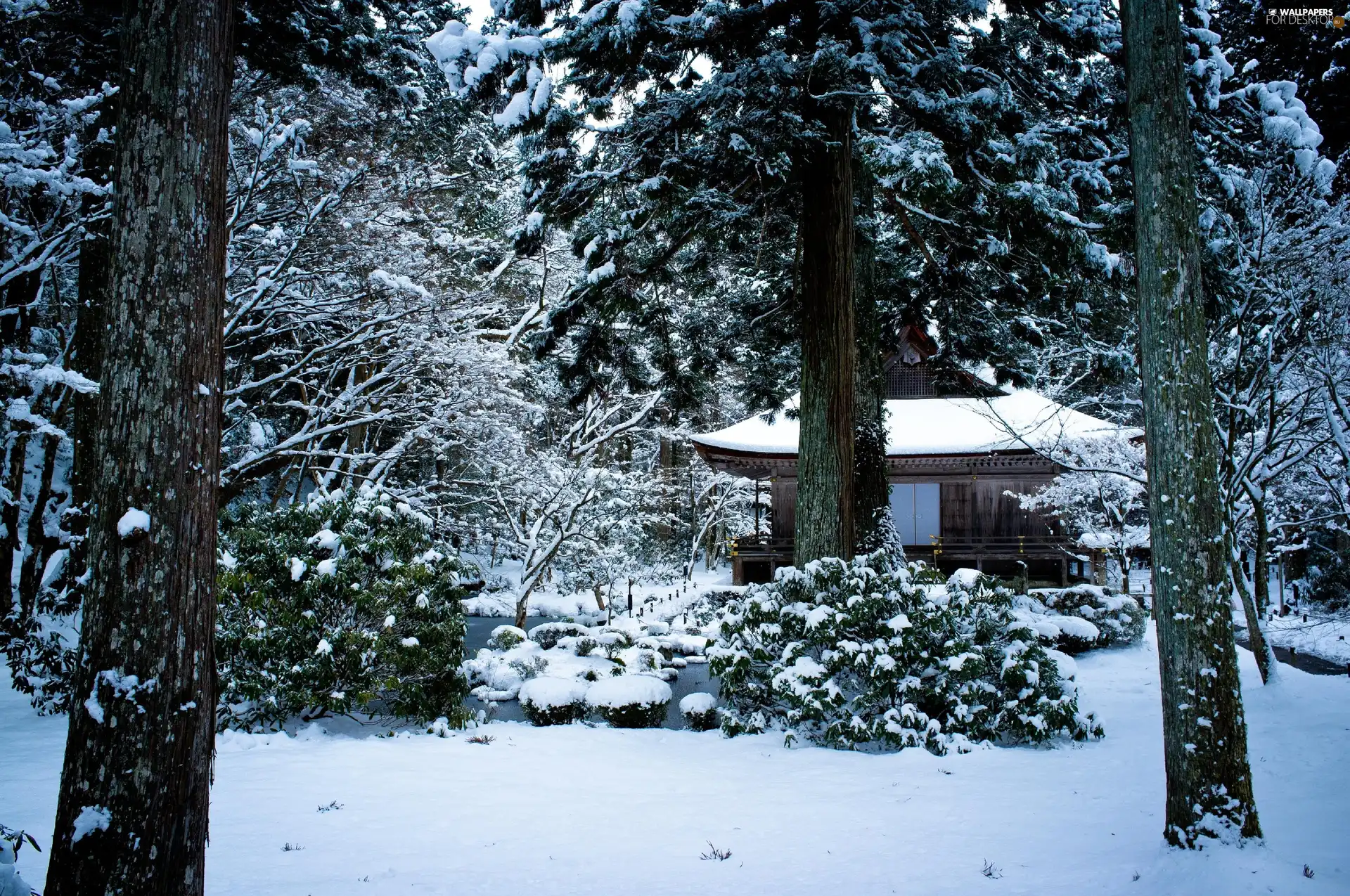 winter, Home, Japan, forest