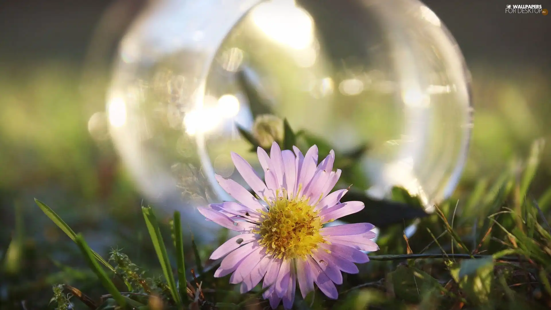 jar, daisy, glass