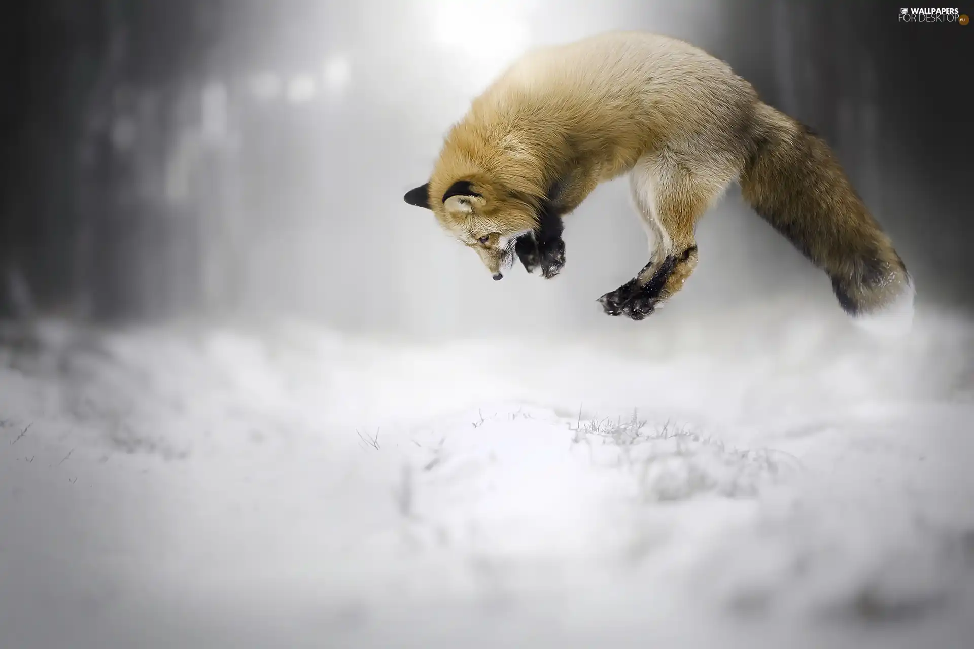 Fox, hunting, jump, snow