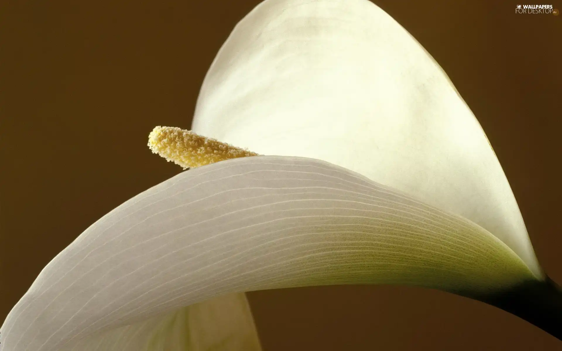 White, Kalia