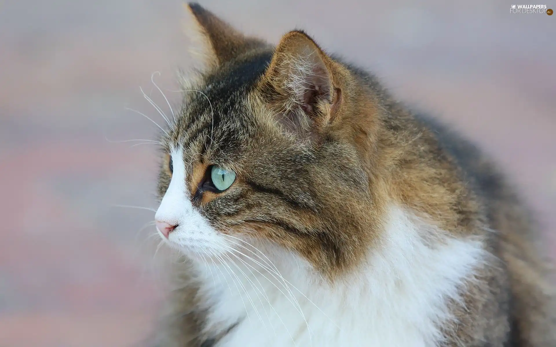 beautiful, kitten