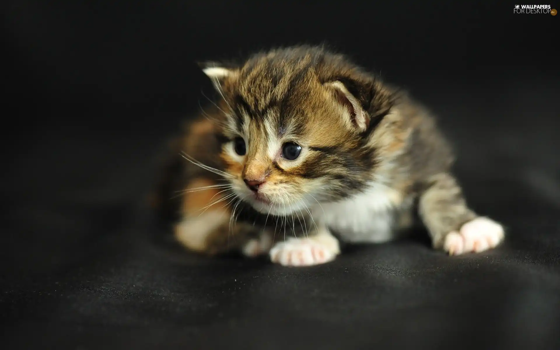 Maine Coon, honeyed, kitten