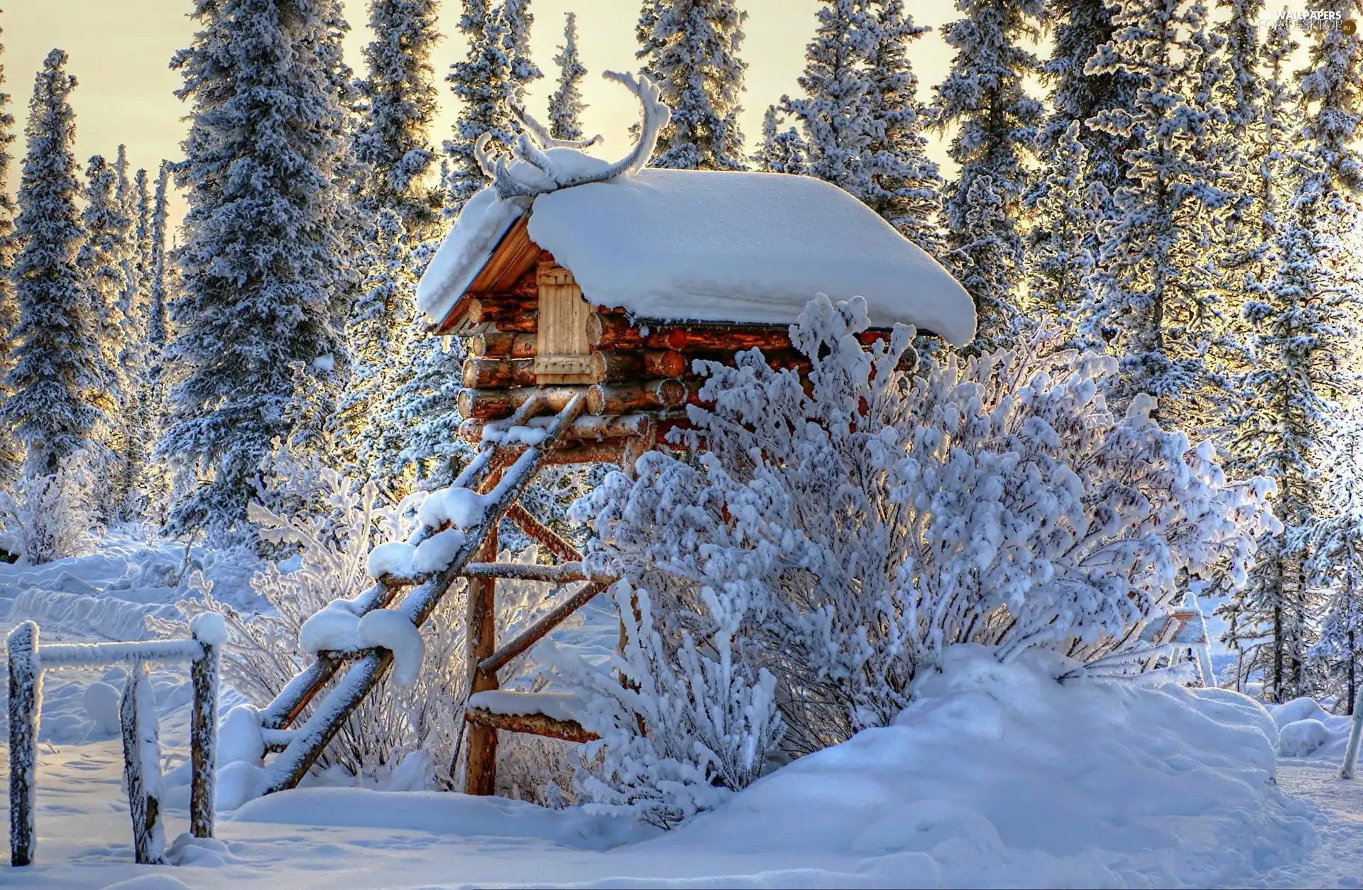 snow, cote, Ladder, forest