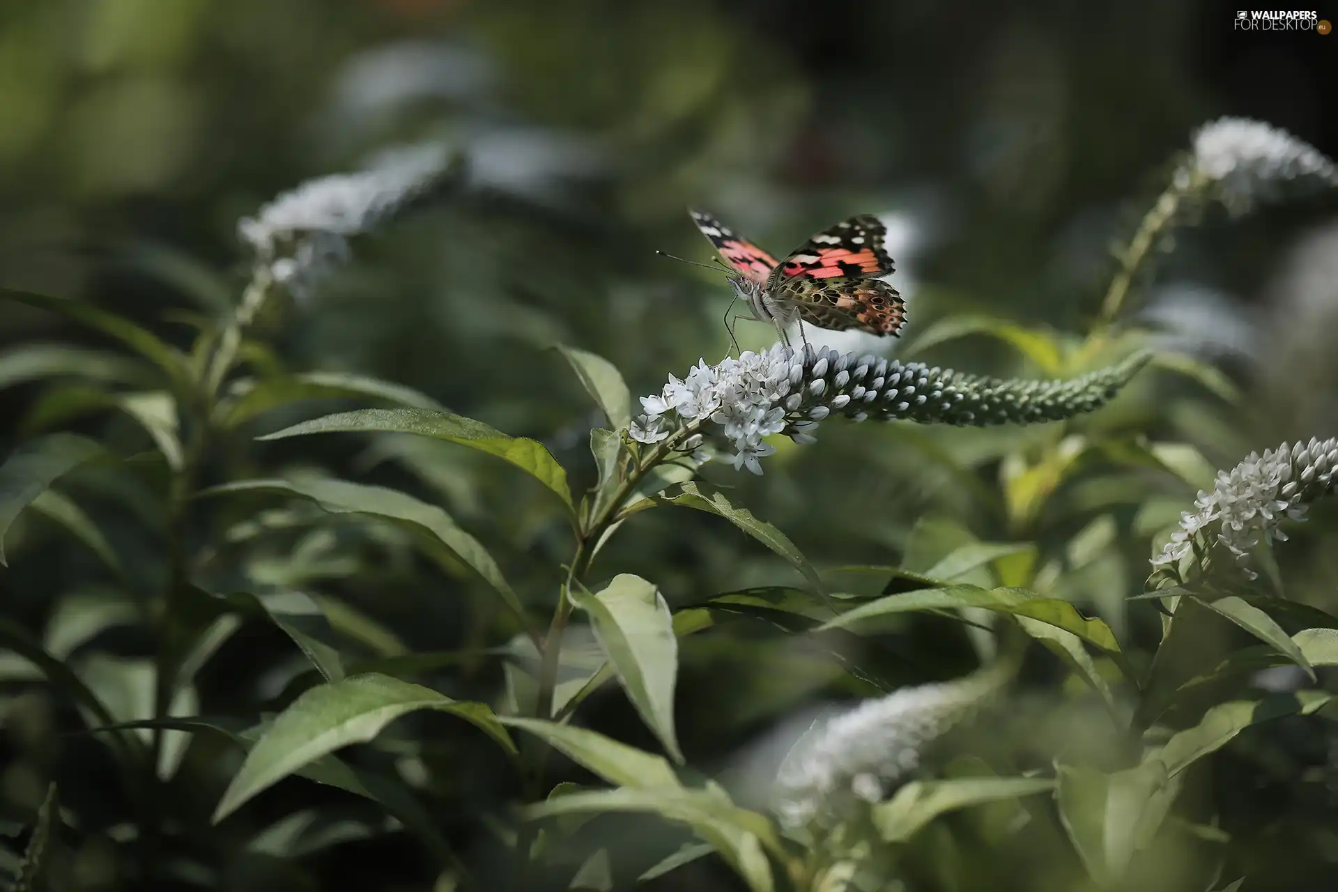 Flowers, Buddleia, Painted Lady, White, butterfly