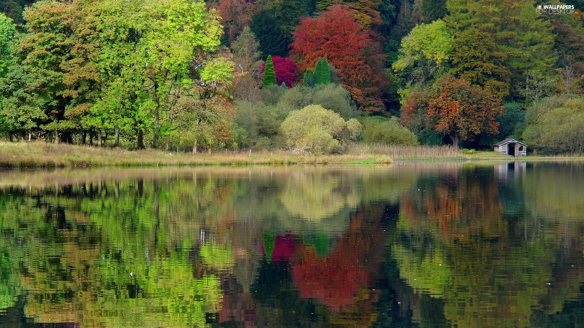 lake, autumn, forest