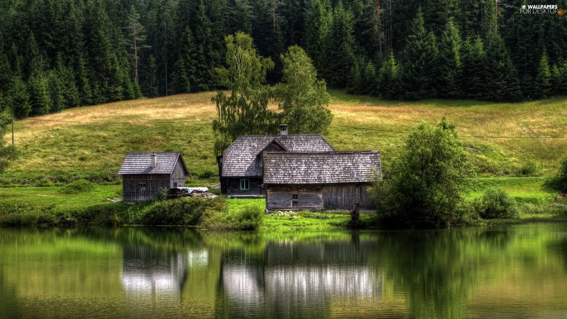 forest, by, lake, Houses