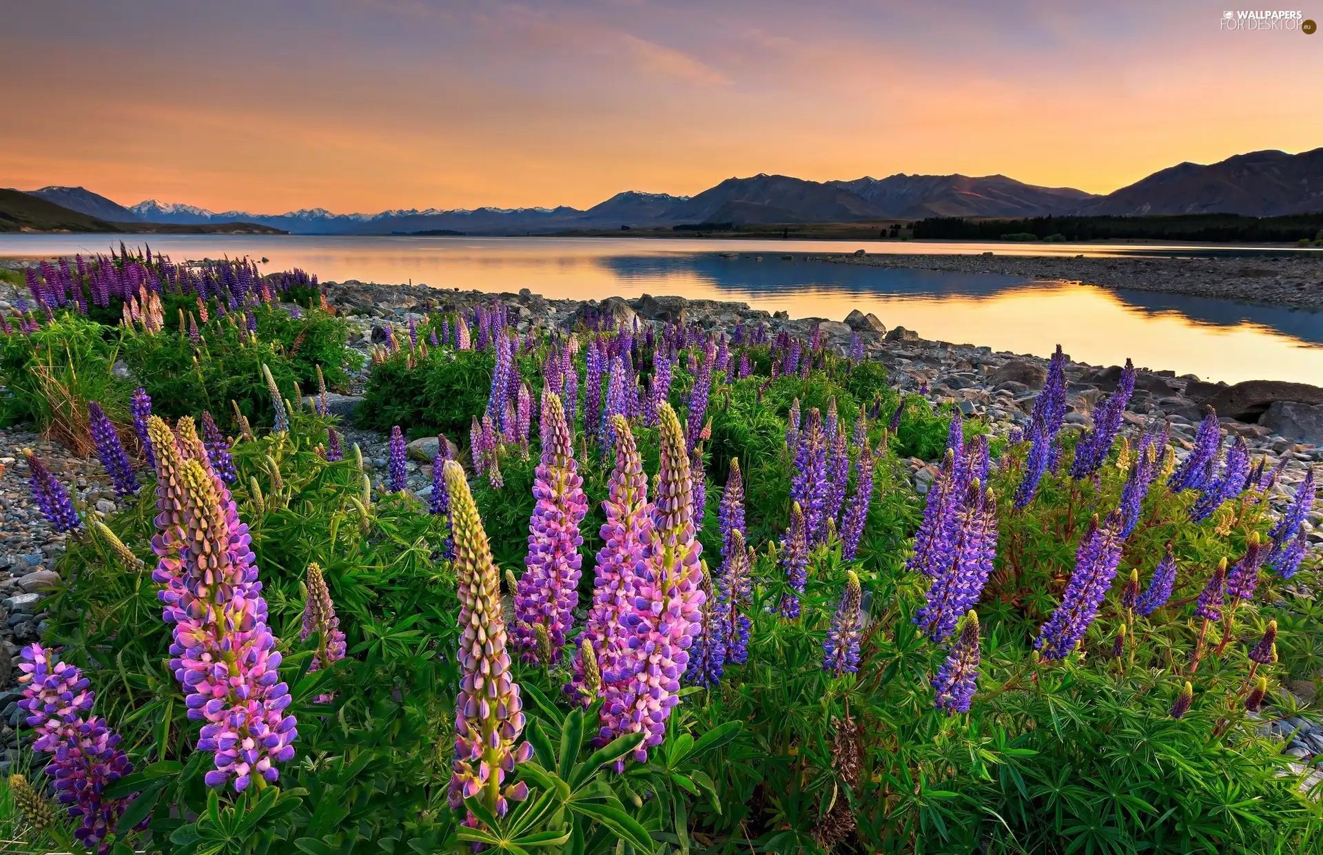 lupine, New Zeland, Stones, The Hills, Great Sunsets, Tekapo Lake