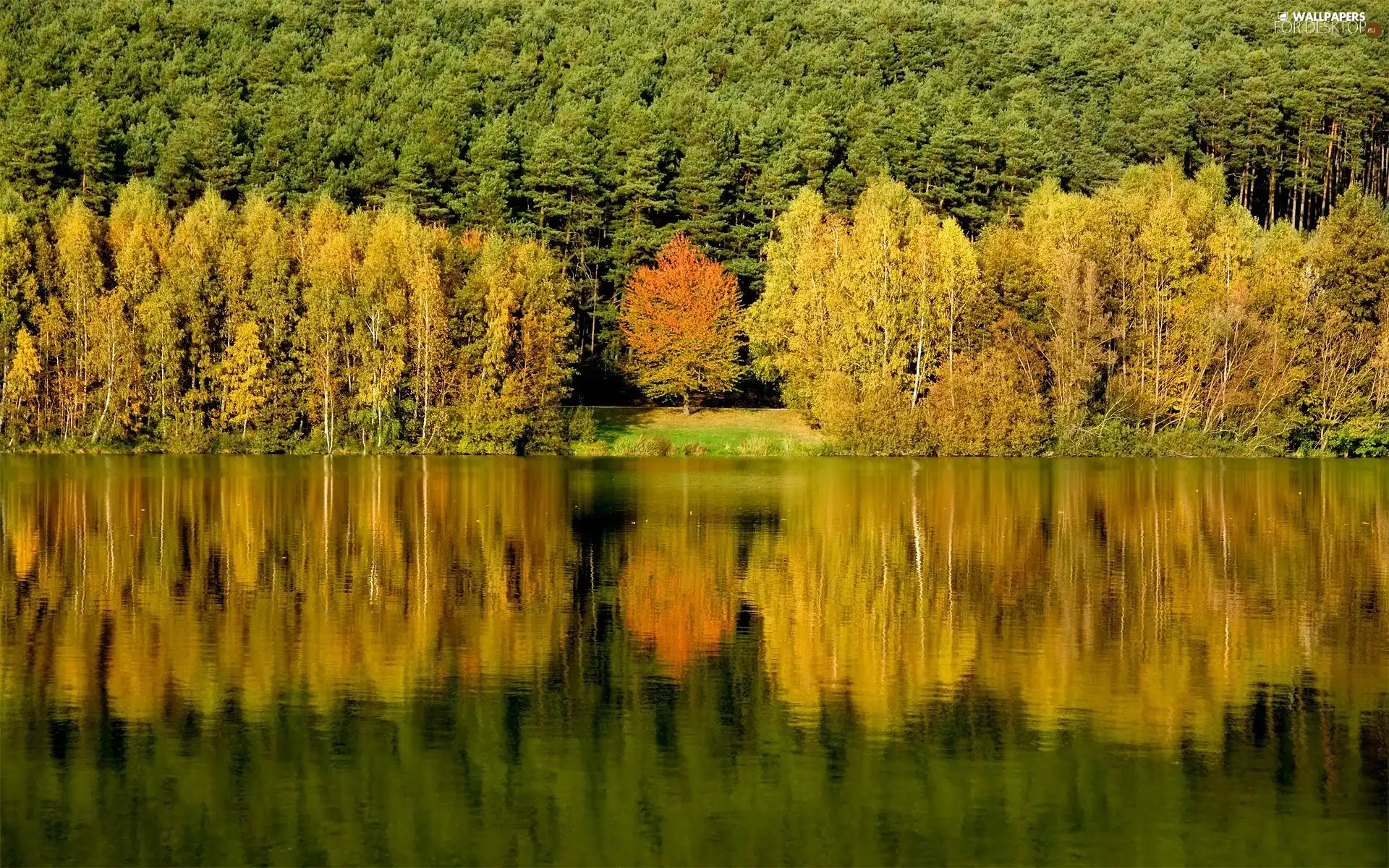 lake, reflection, trees, viewes, forest