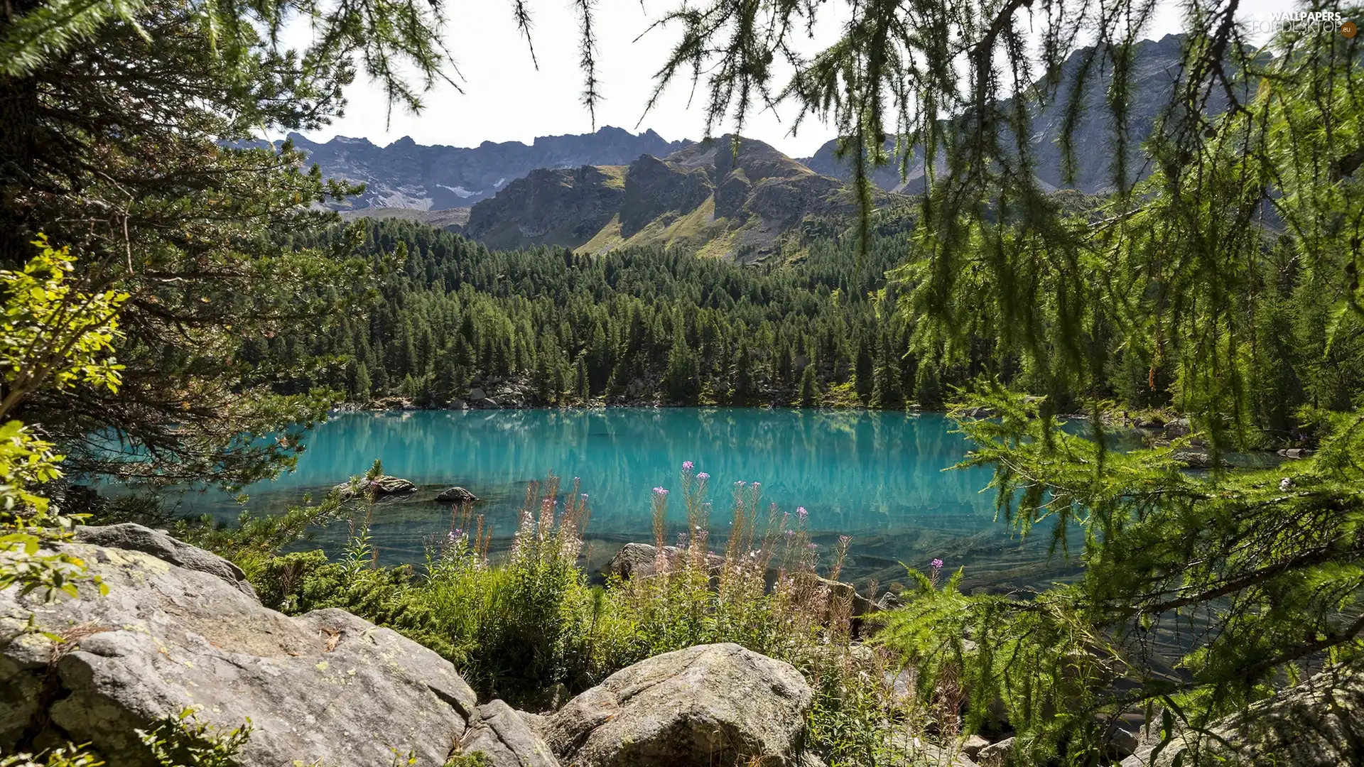 lake, woods, rocks