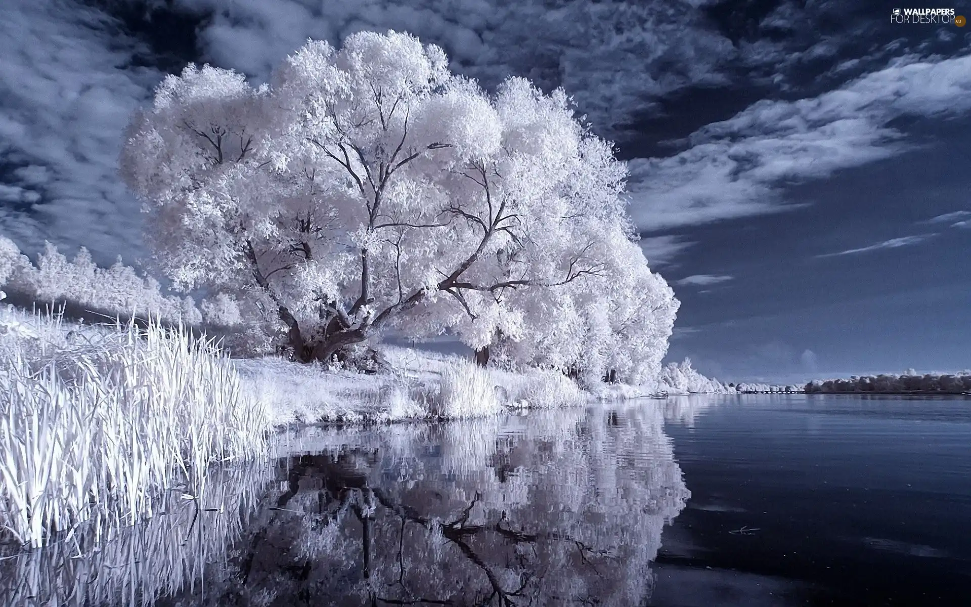 lake, Sky, trees, viewes, White