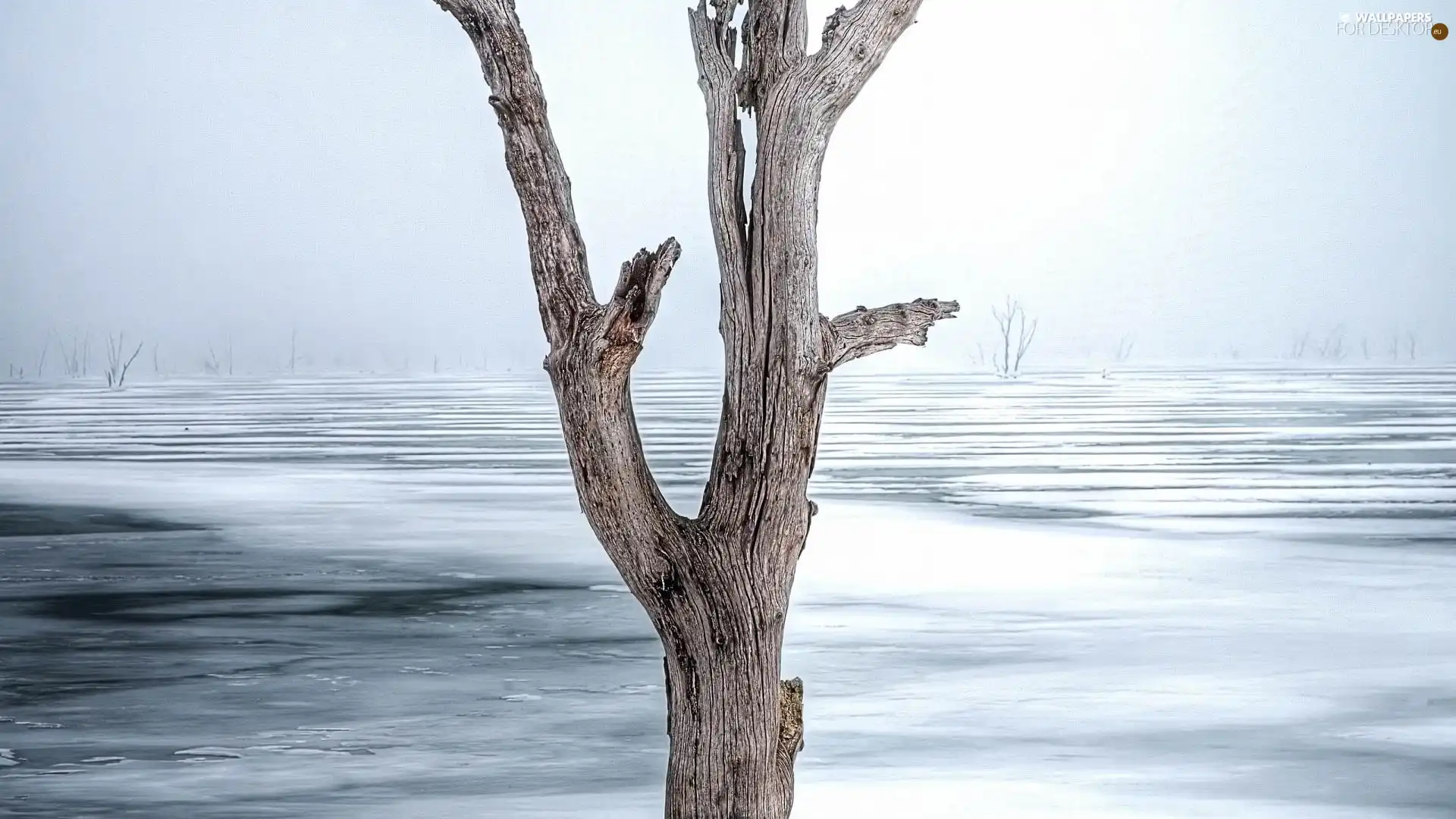 lake, winter, trees, frozen, dry