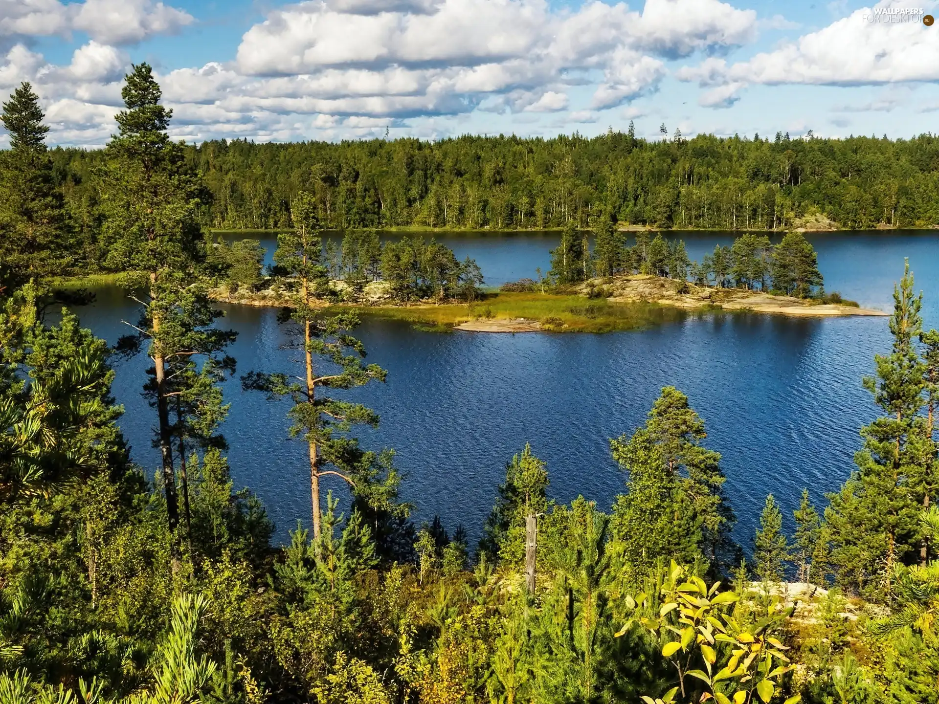 woods, lake