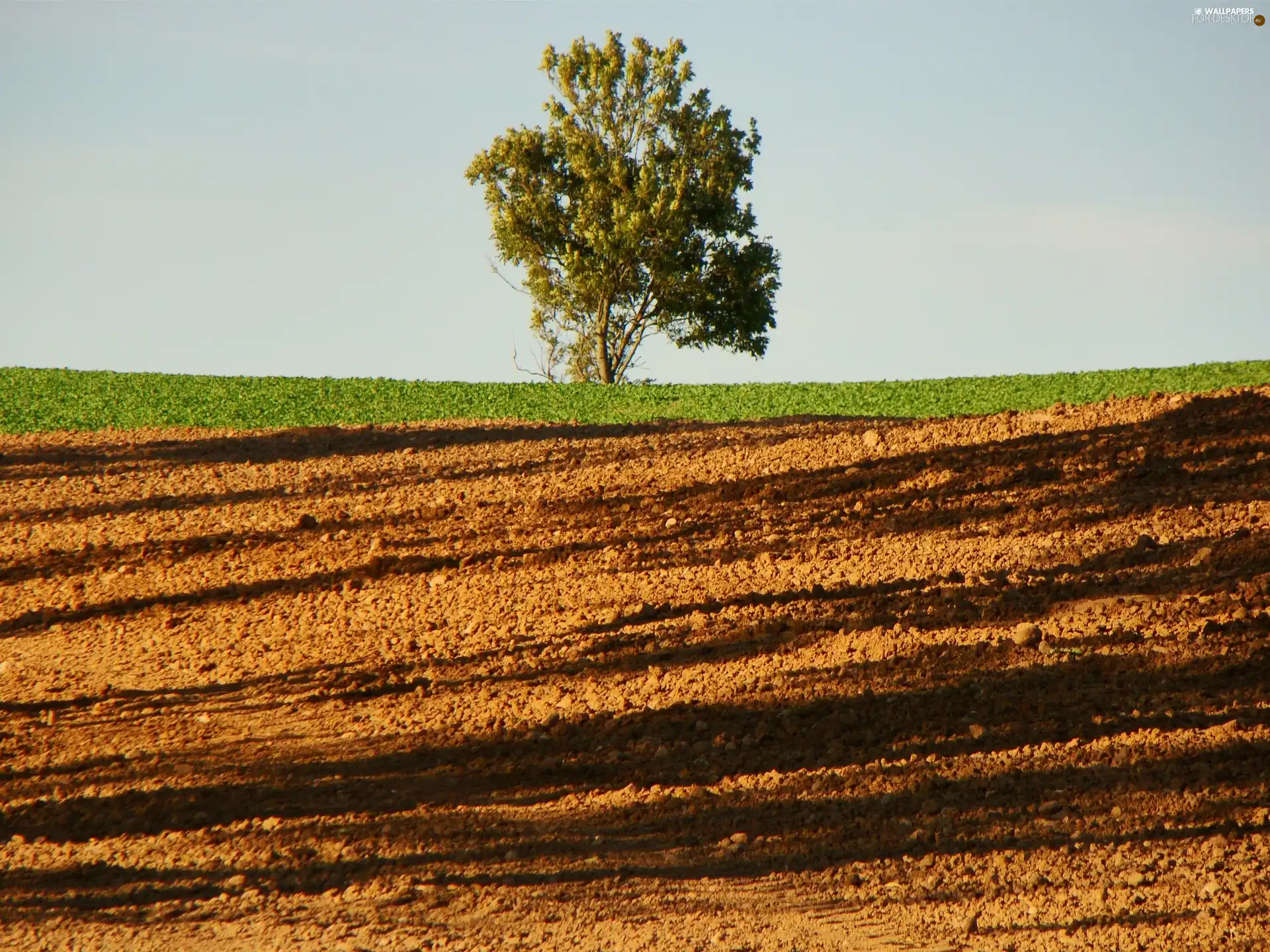 Field, trees, land, lonely