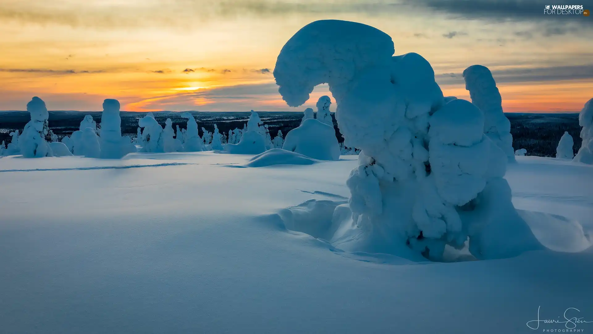 trees, viewes, Finland, Riisitunturi National Park, Lapland, snowy, winter, Great Sunsets