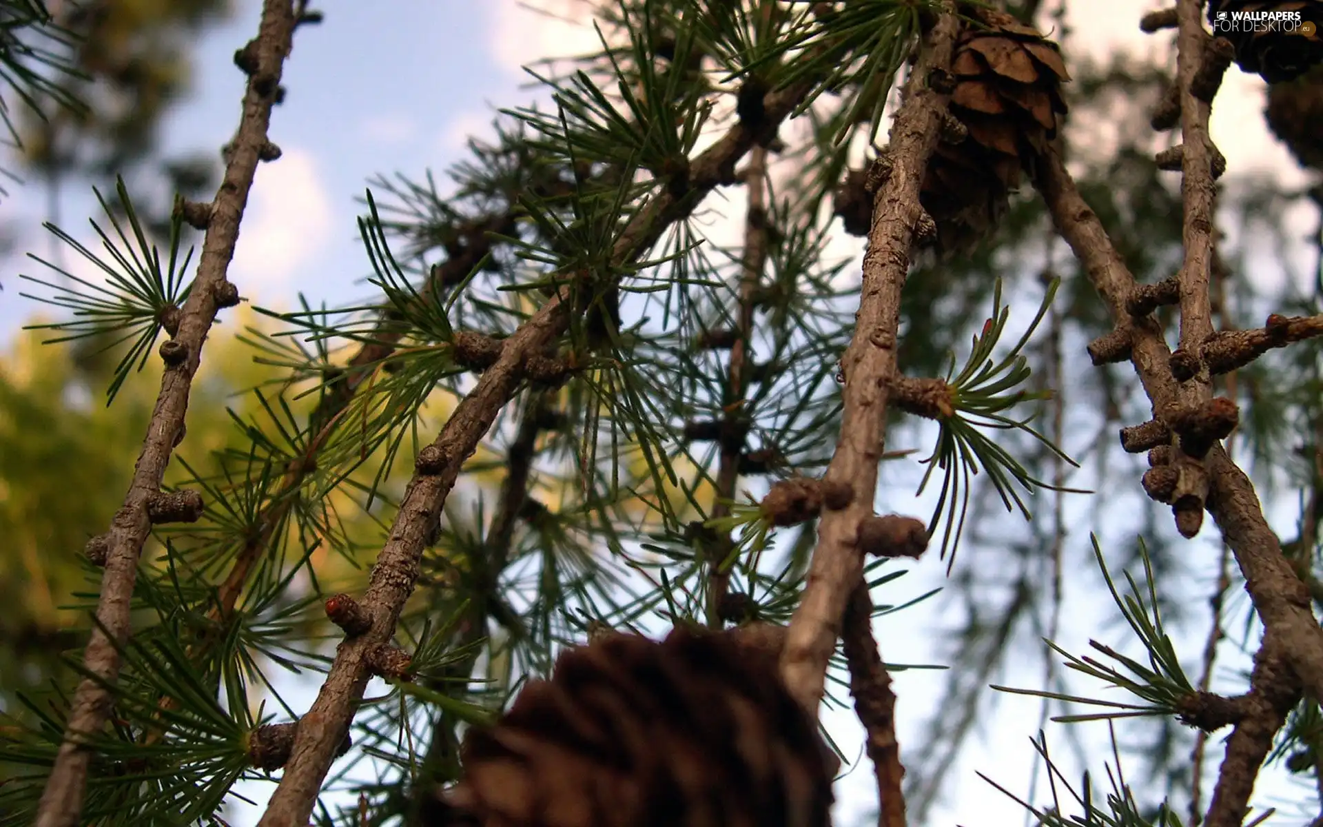 cones, branch pics, larch