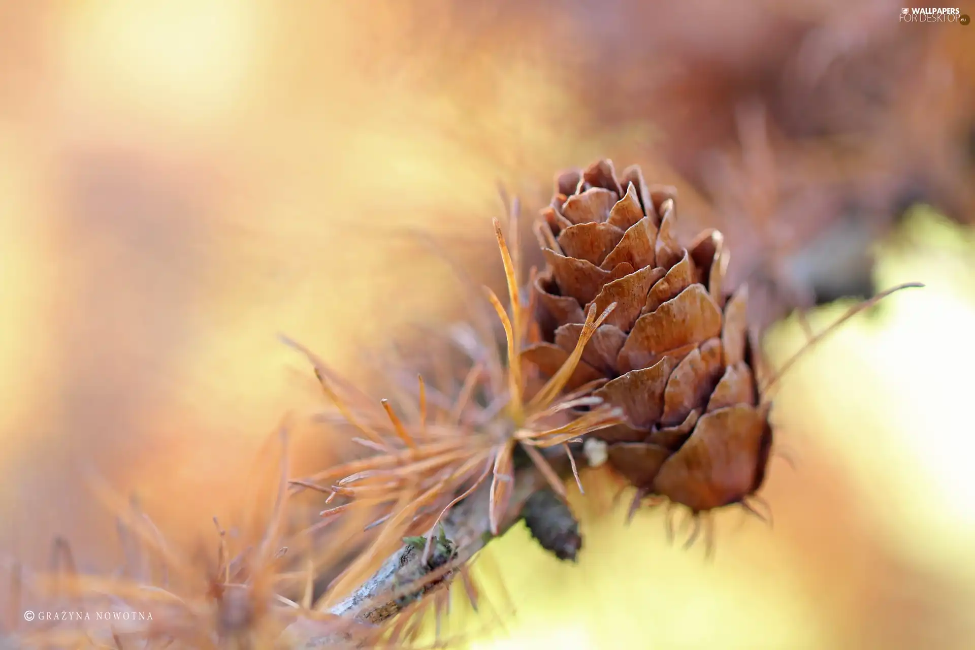 cone, larch