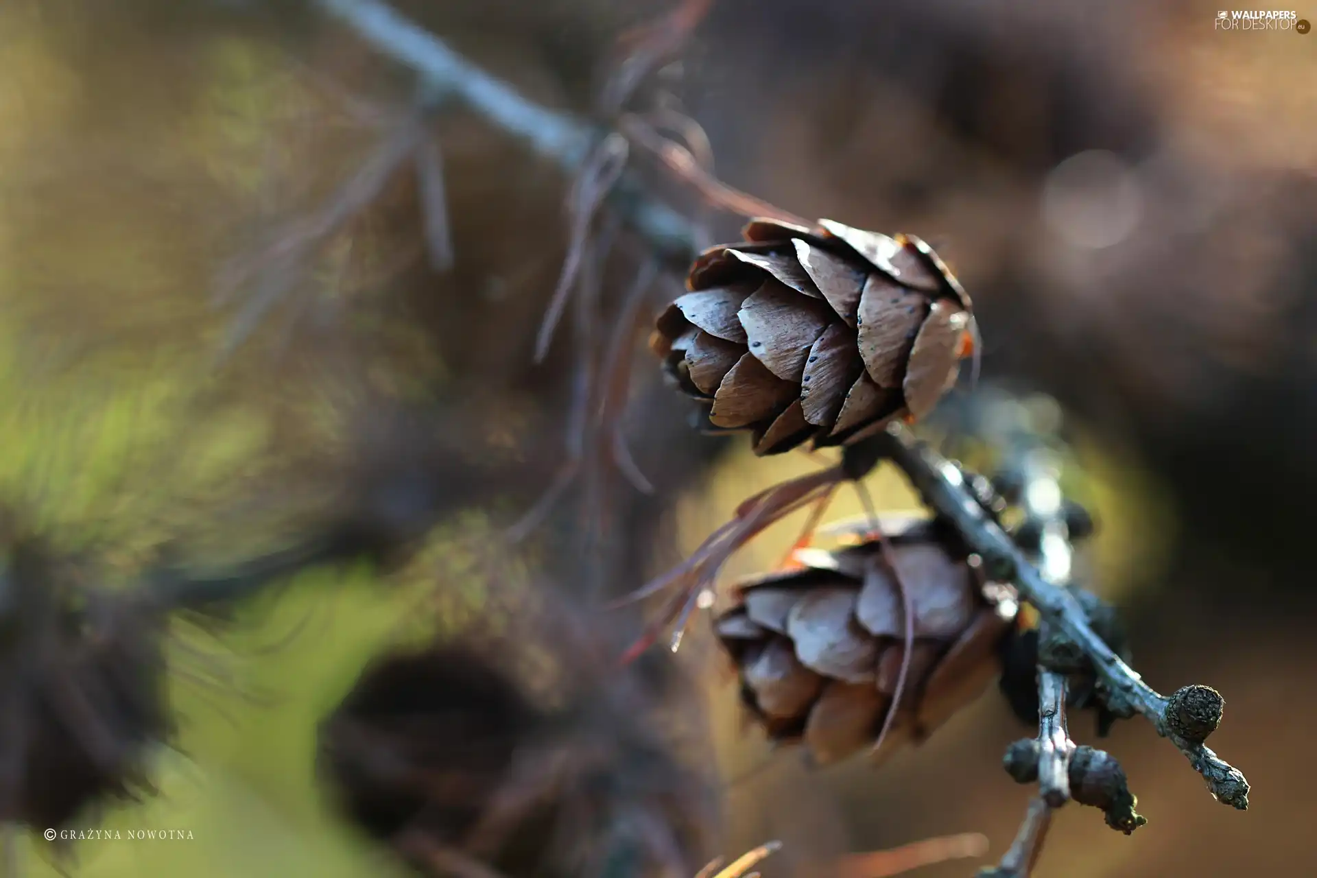 cones, larch