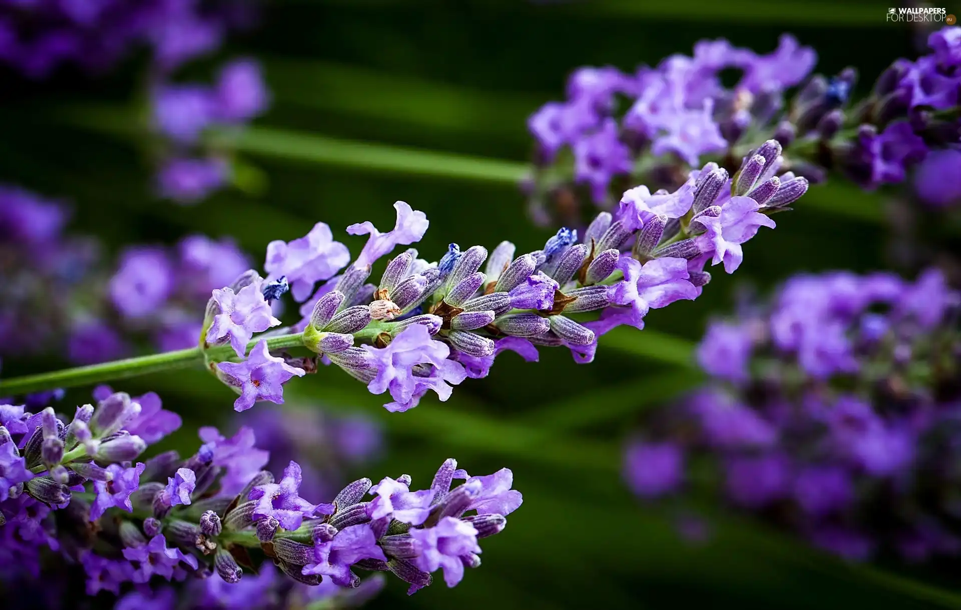 lavender, Twigs, Flower