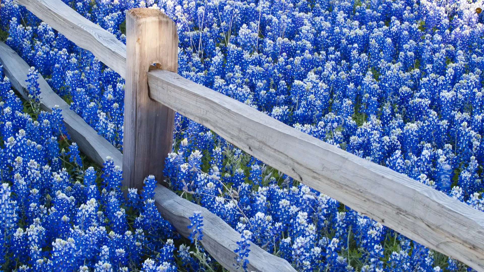 Meadow, lavender