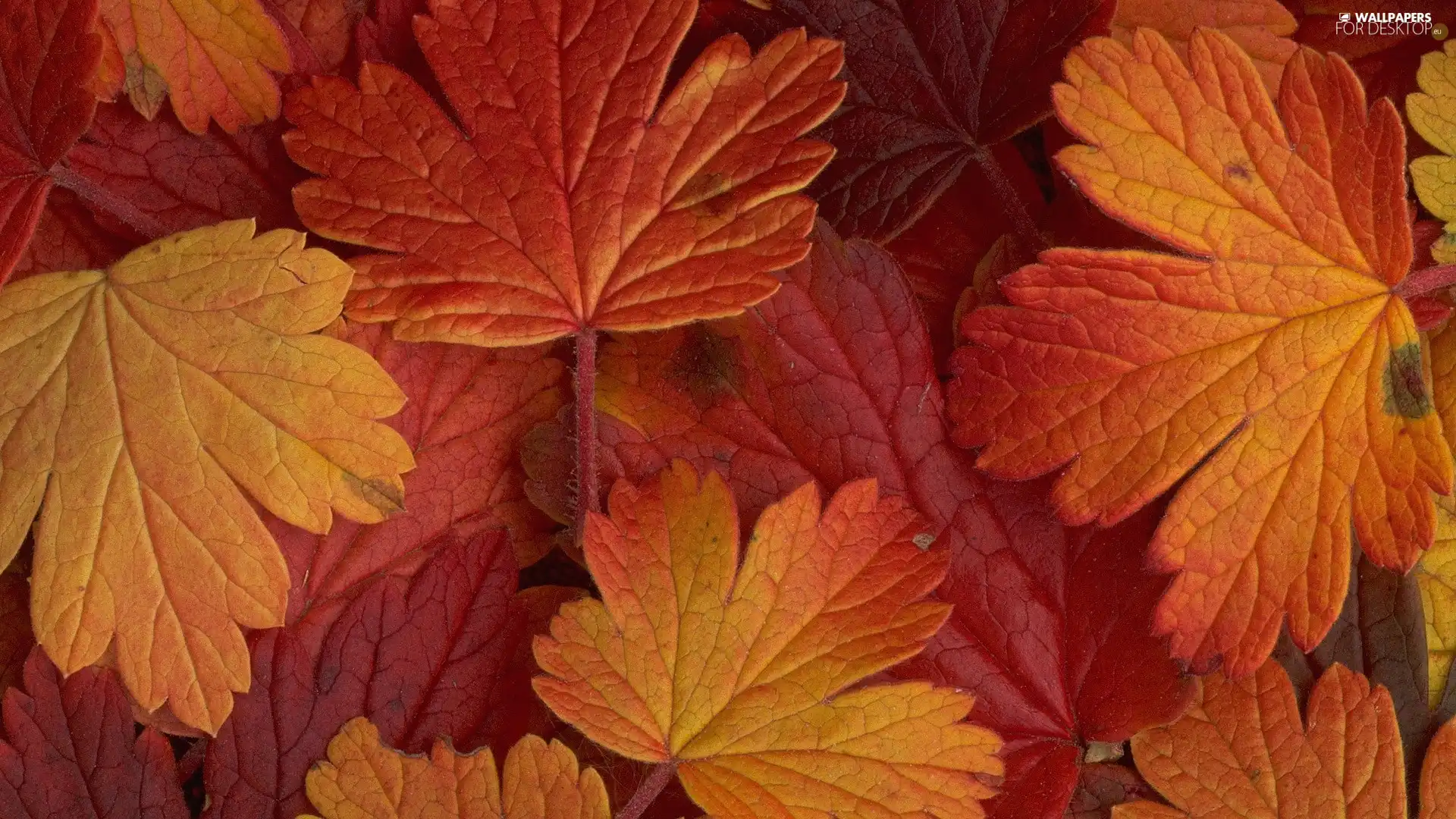 Leaf